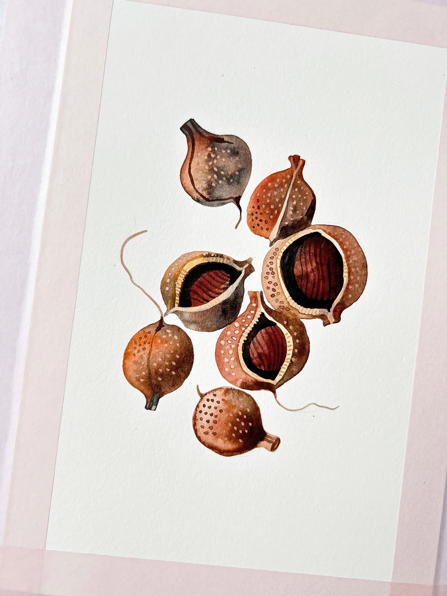 Buckeye Seeds Watercolor Painting Giclée Art Print #W37