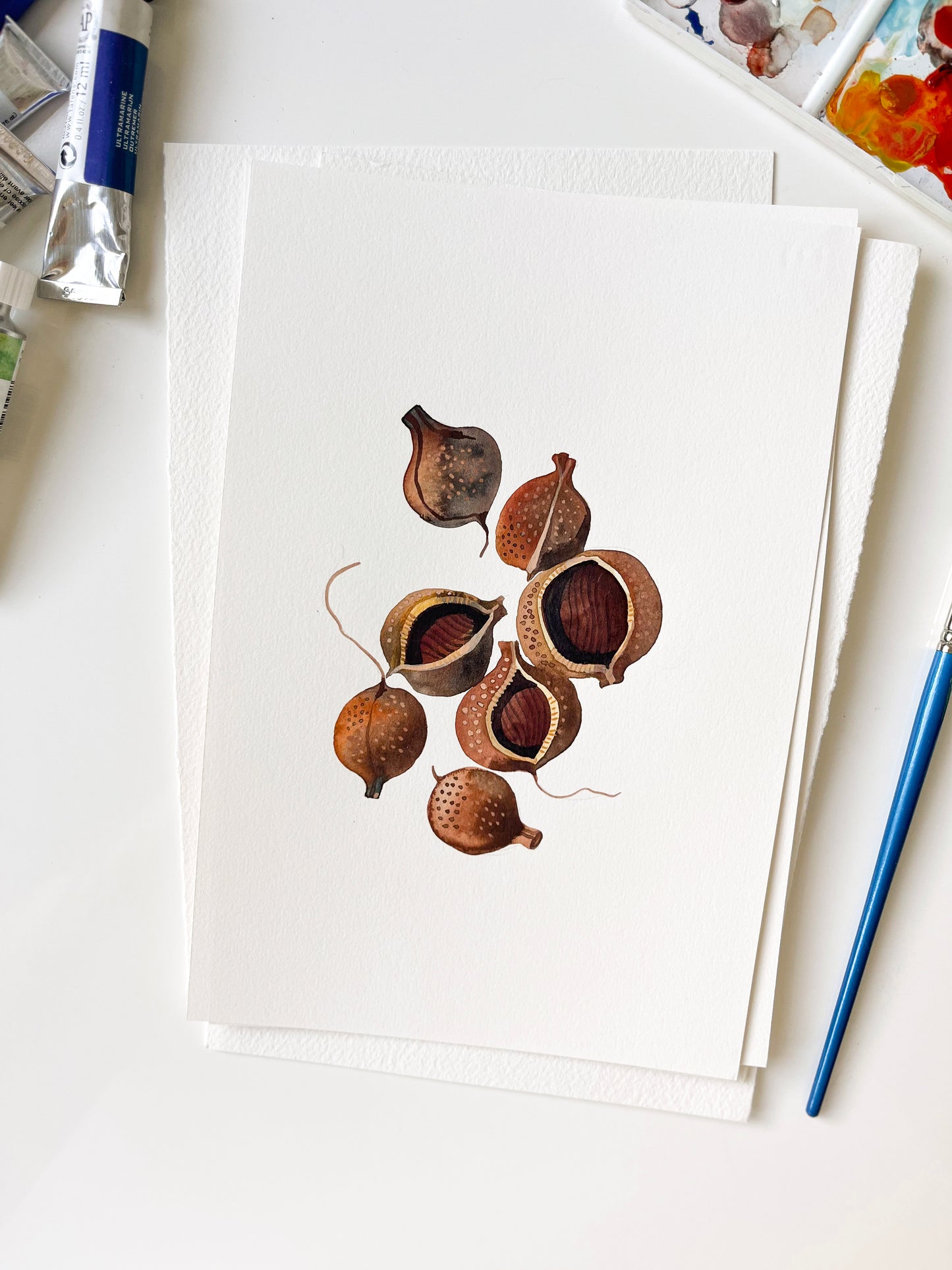 Buckeye Seeds Watercolor Painting Giclée Art Print #W37
