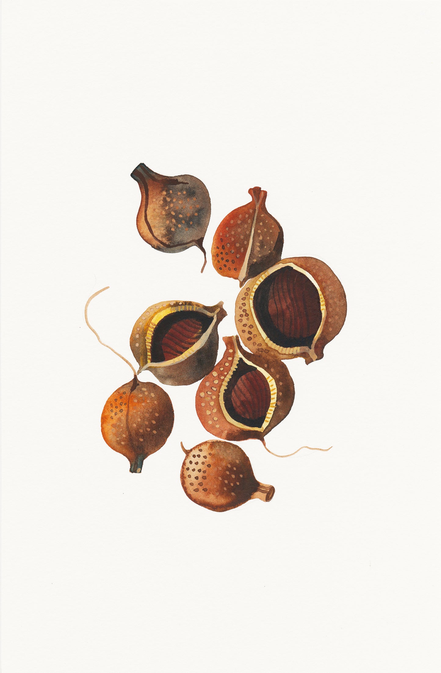 Buckeye Seeds Watercolor Painting Giclée Art Print #W37