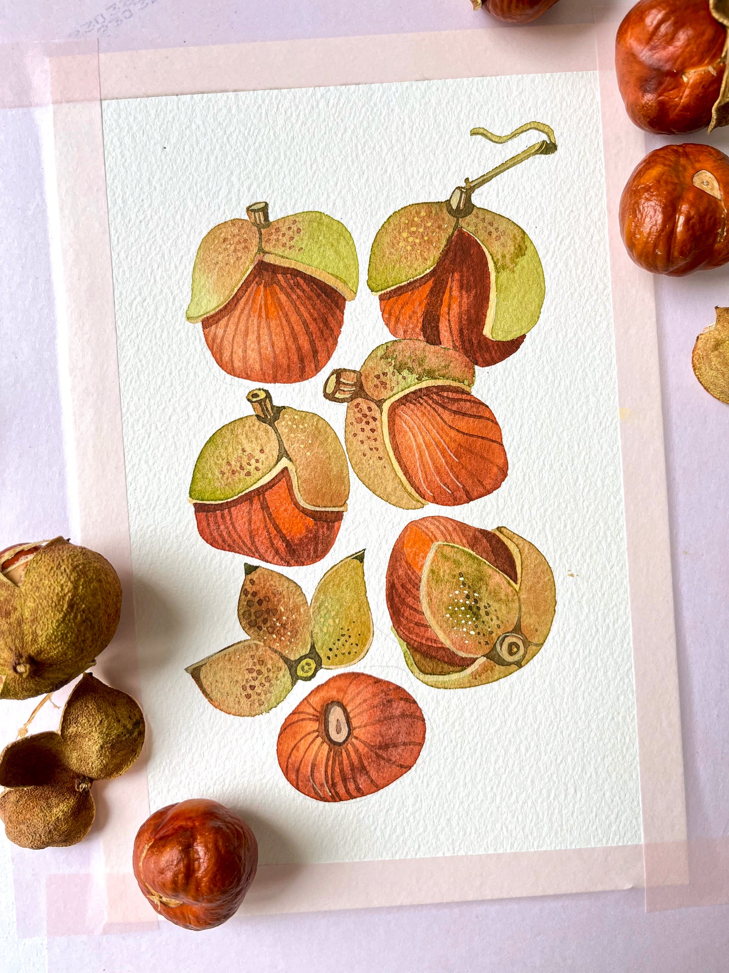 Buckeye Fruits Watercolor Painting Giclée Art Print #W38