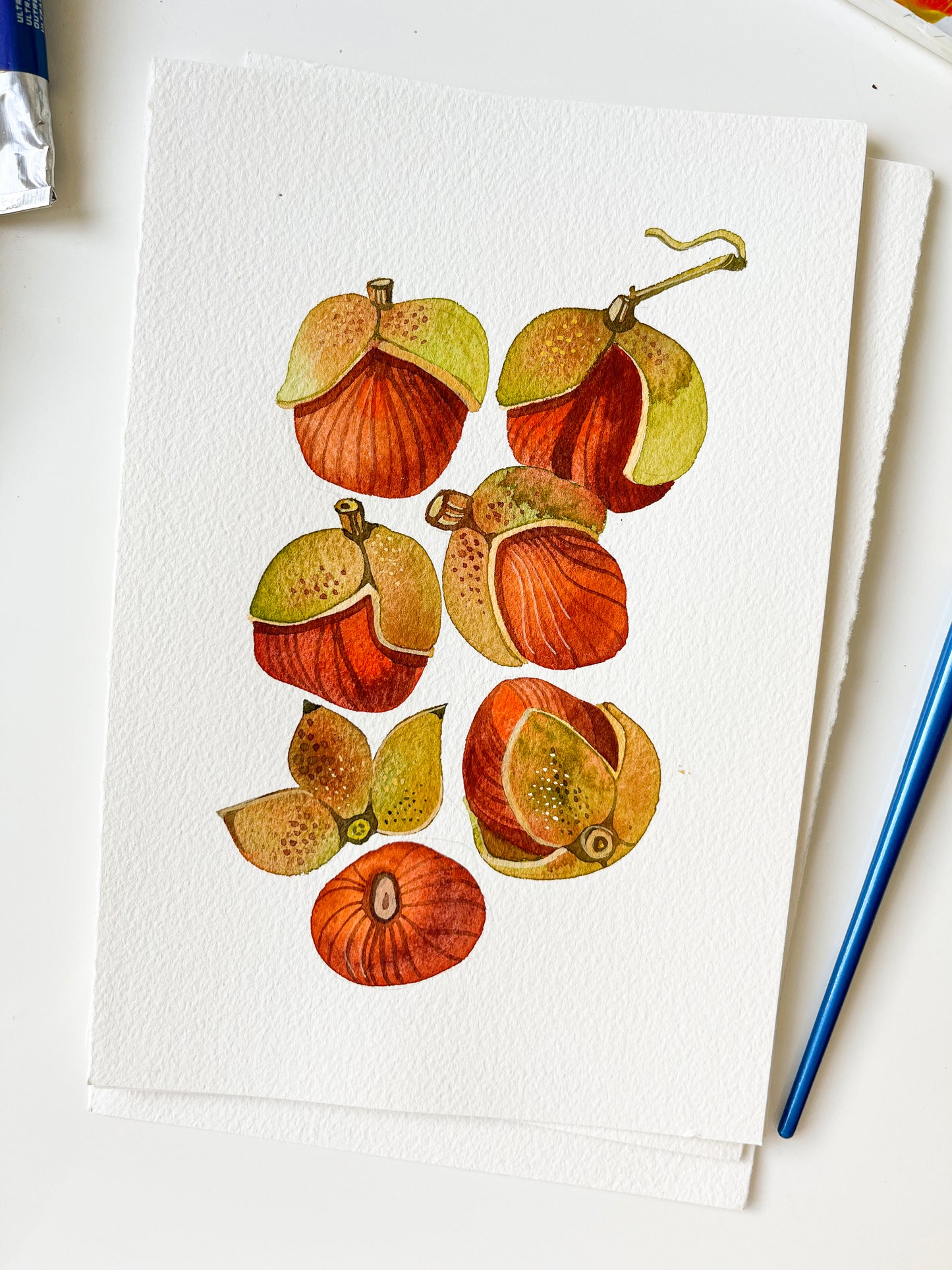 Buckeye Fruits Watercolor Painting Giclée Art Print #W38