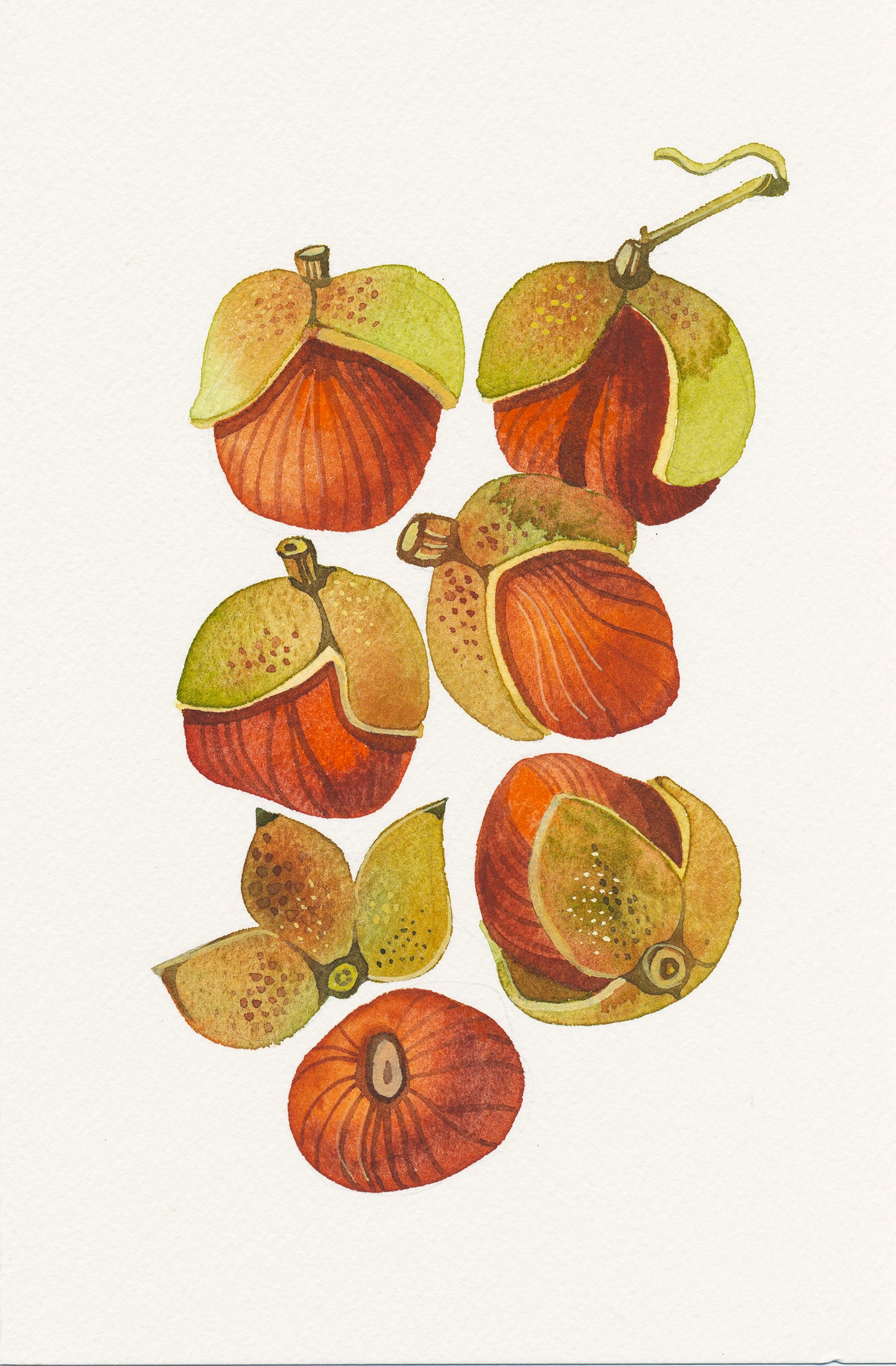 Buckeye Fruits Watercolor Painting Giclée Art Print #W38