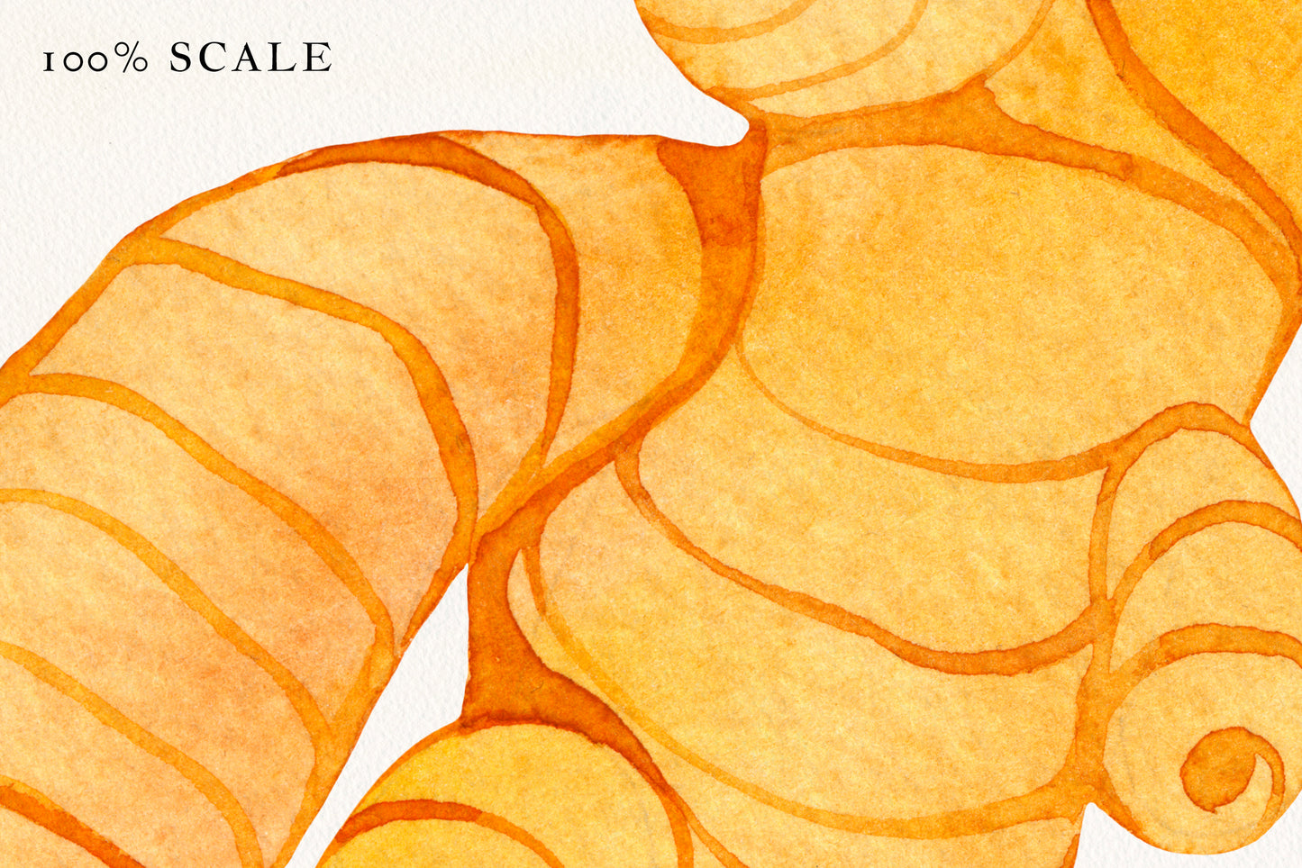 Aquarell Ingwer Grafiksammlung