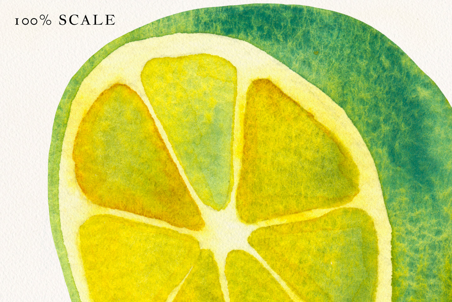 Lime Watercolor Botanical Graphic Collection • Hand-Painted Fruits & Leaves