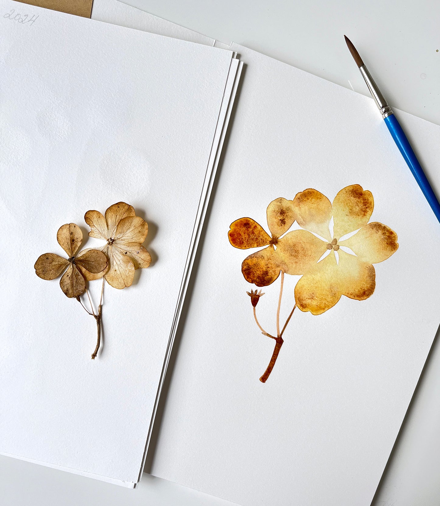 Watercolor study of dried pressed hydrangea flowers in progress
