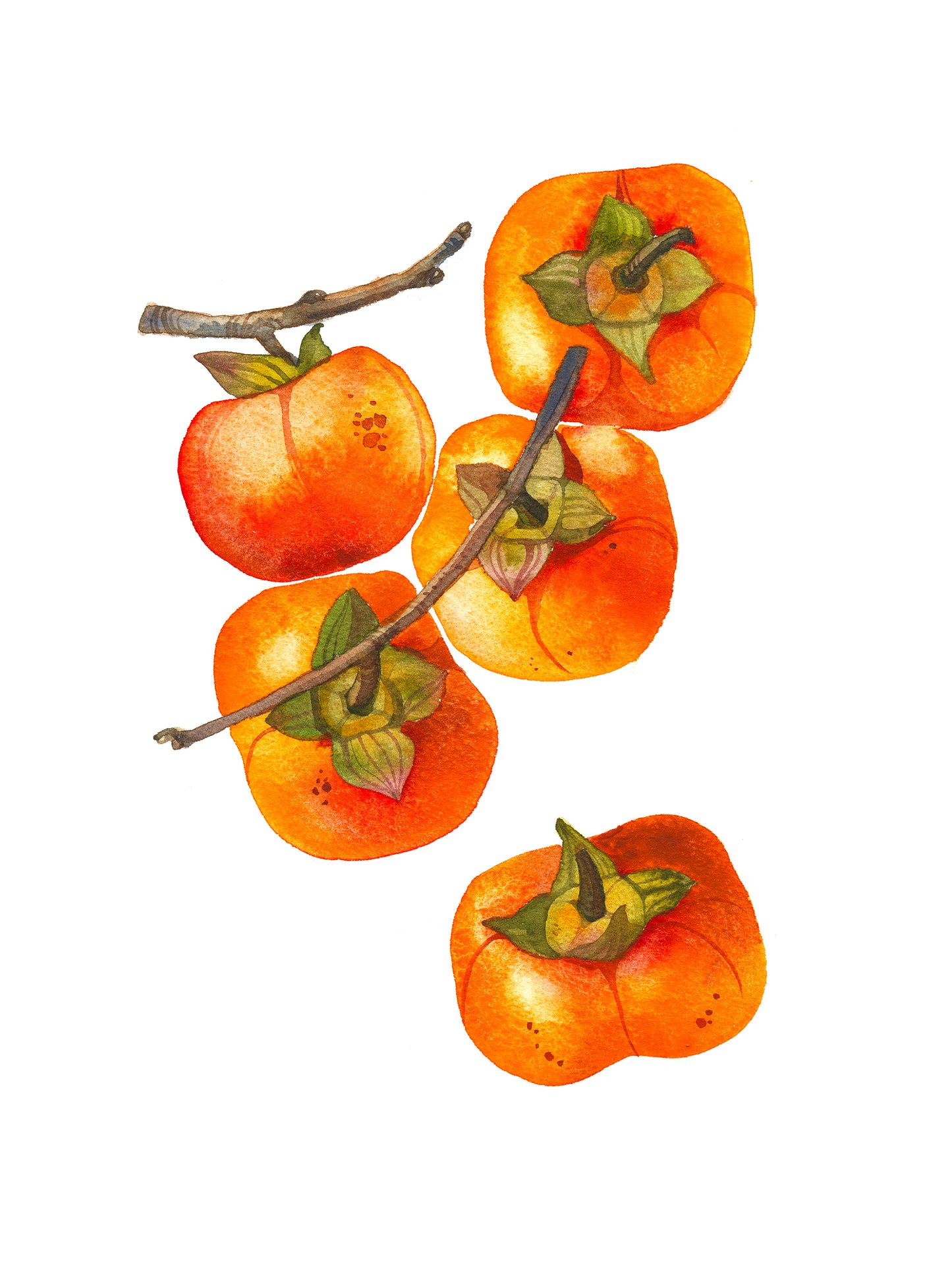 Persimmon branch with fruits watercolor artwork