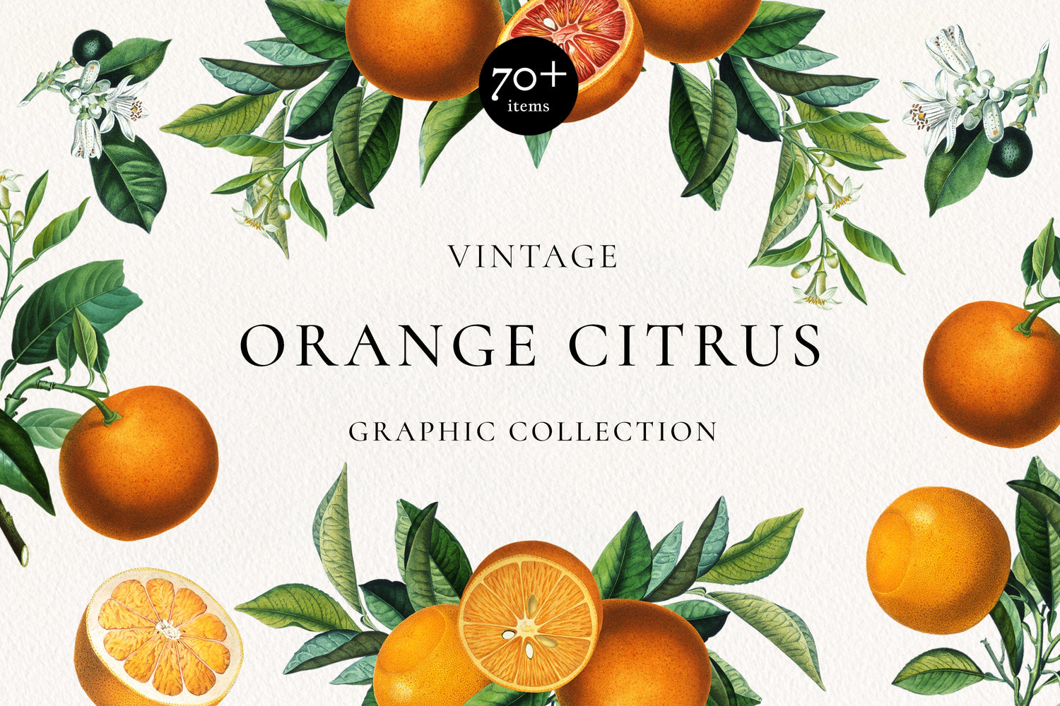 Vintage orange citrus graphic collection