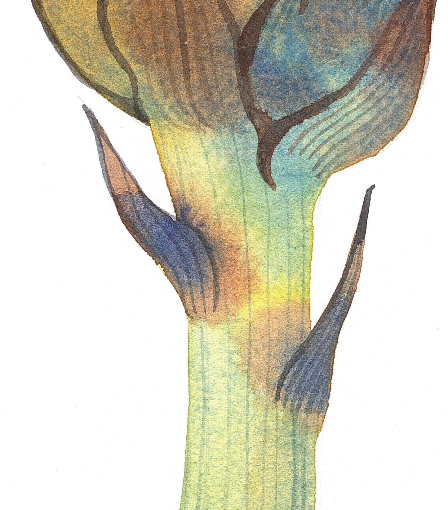 ARTICHOKE Watercolor Painting Giclée Print #W20