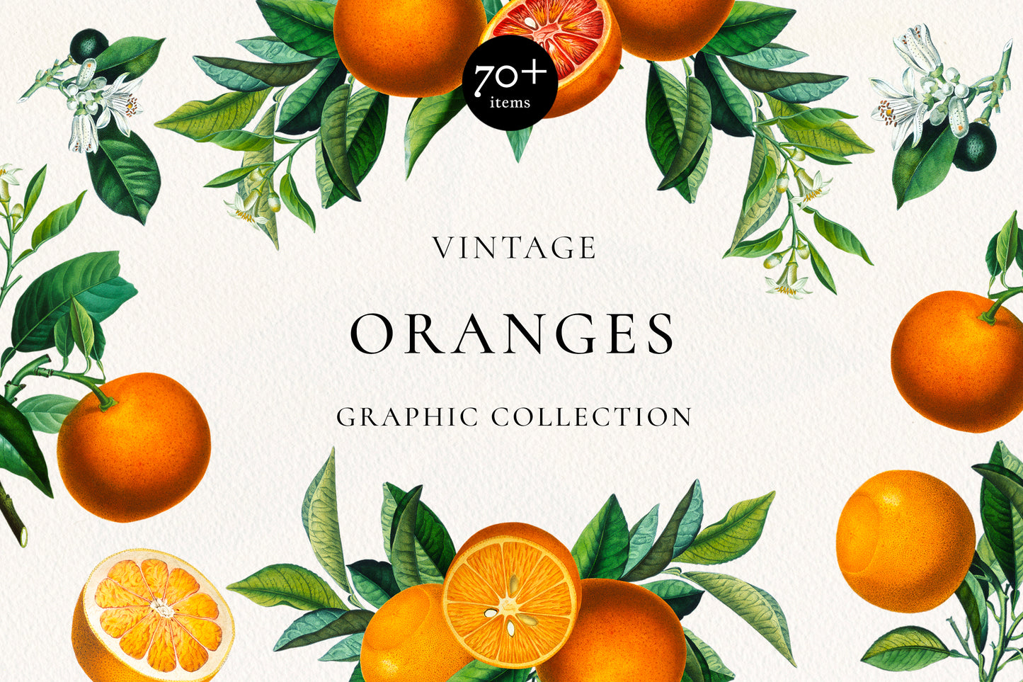 Orange Zitrus Vintage Botanische Grafiksammlung • Isolierte Bilder, Rahmen, Arrangements & Nahtlose Muster