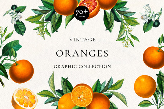 Vintage Oranges Botanical Graphic Collection • 70+ Isolated DIY Elements, Arrangements, Frames PNG & Seamless Patterns