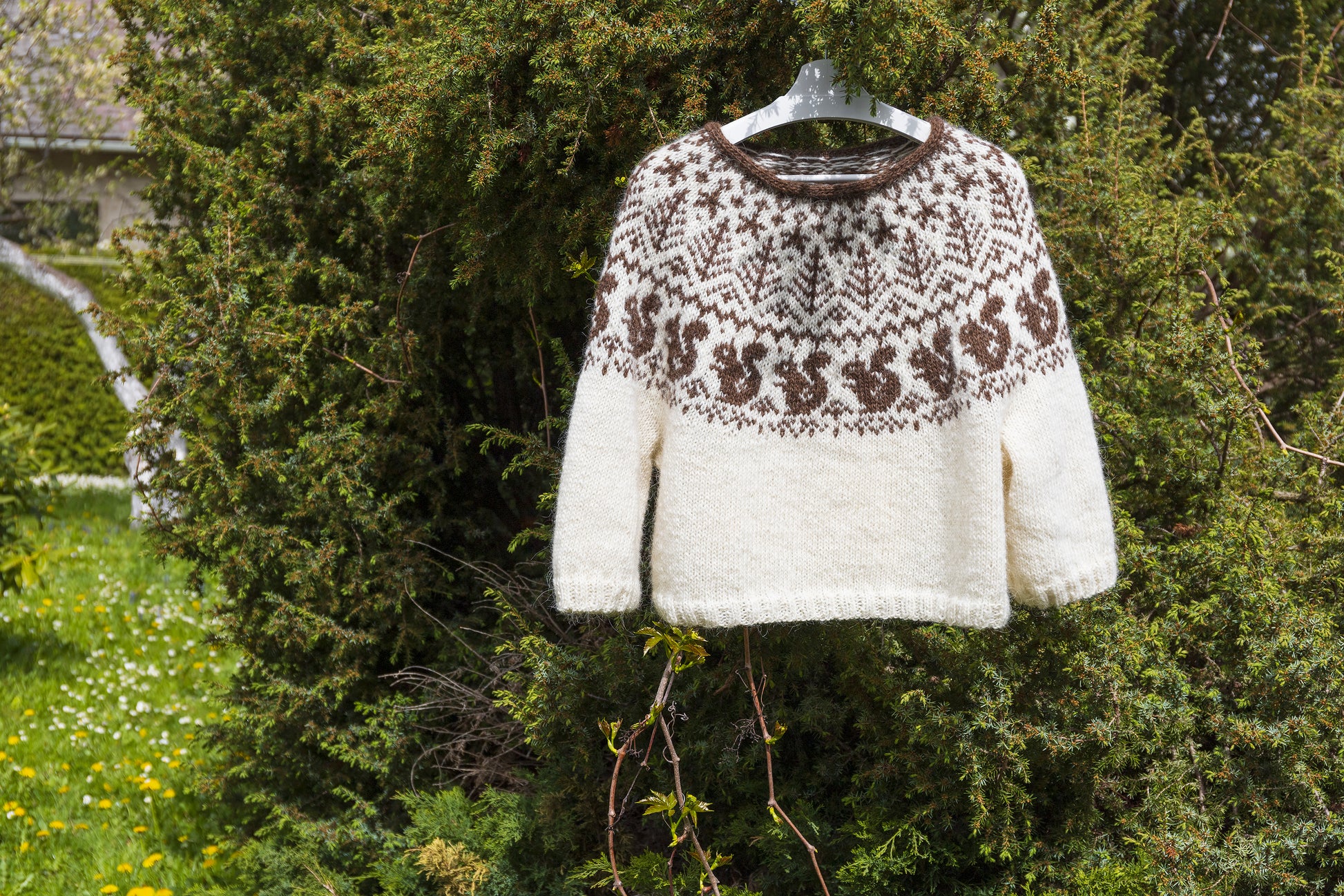 White and brown Squirrel icelandic lopapeysa sweater displayed in a garden against greenery background