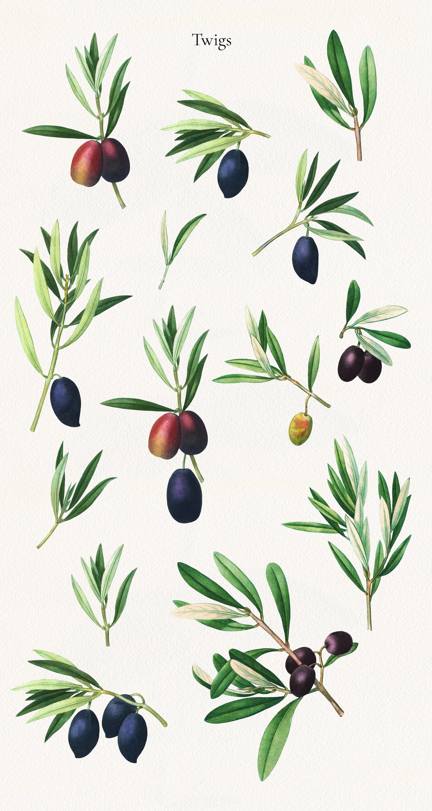 VINTAGE OLIVE Graphic Collection