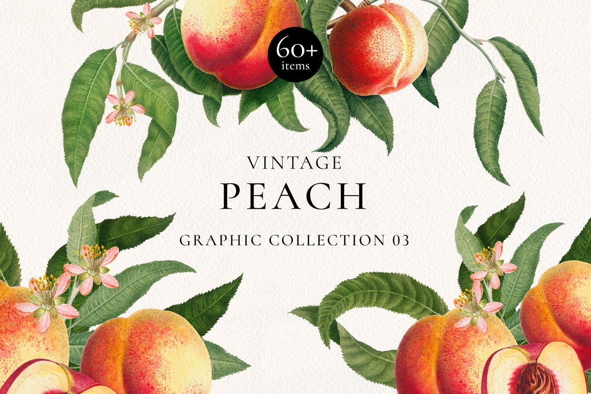 Vintage Peach Botanical Graphics No. 03 • Fruits, Frames, Arrangements & Seamless Patterns