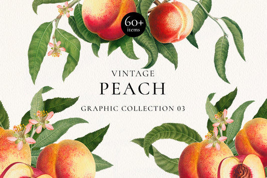 Vintage Peach Botanical Graphics No. 03 • Fruits, Frames, Arrangements & Seamless Patterns