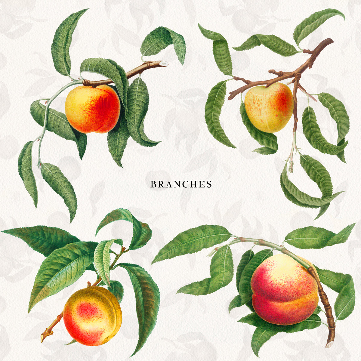 Vintage Peach Botanical Graphics No. 03 • Fruits, Frames, Arrangements & Seamless Patterns