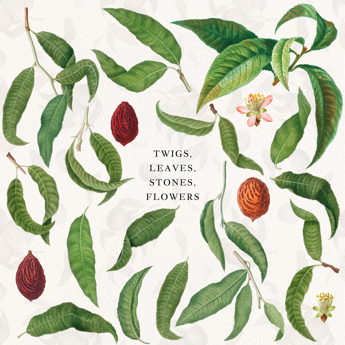 Vintage Peach Botanical Graphics No. 03 • Fruits, Frames, Arrangements & Seamless Patterns