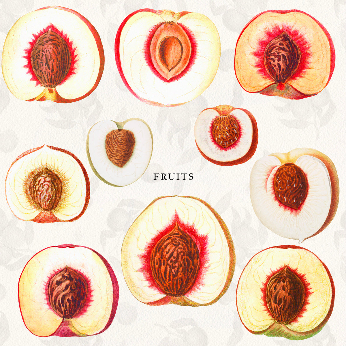 Vintage Peach Botanical Graphics No. 03 • Fruits, Frames, Arrangements & Seamless Patterns
