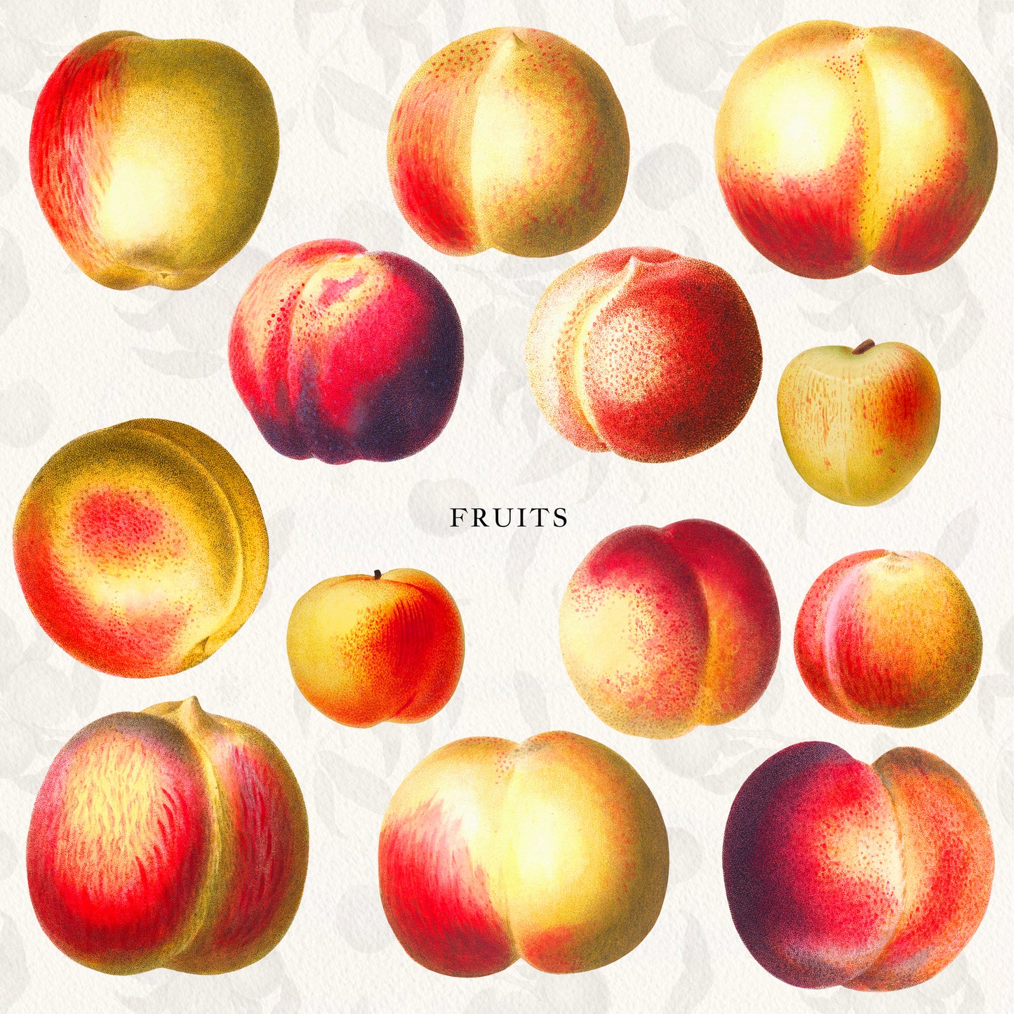 Vintage Peach Botanical Graphics No. 03 • Fruits, Frames, Arrangements & Seamless Patterns