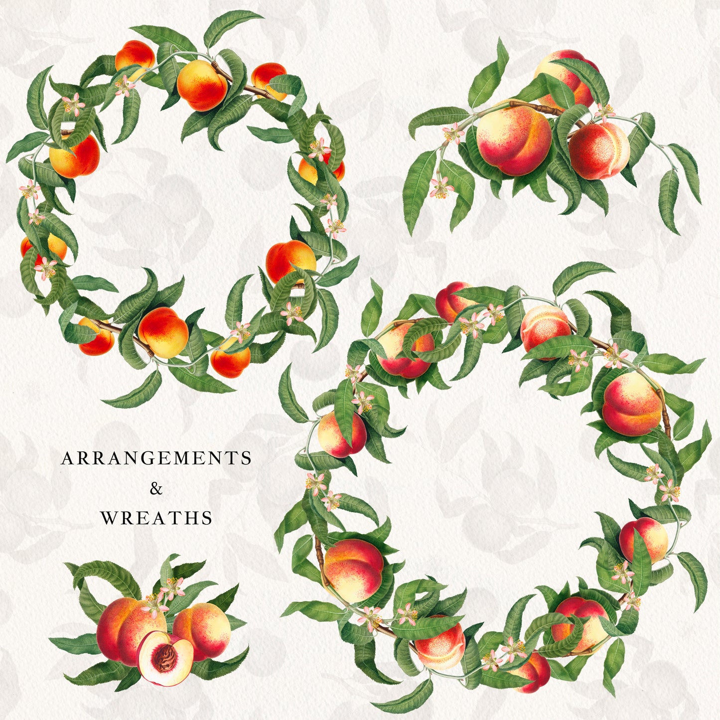 Vintage Peach Botanical Graphics No. 03 • Fruits, Frames, Arrangements & Seamless Patterns