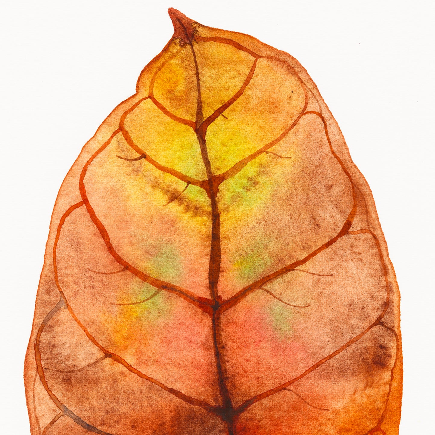 Detail of a watercolor painting of a dried autumn leaf, probably jackfruit tree