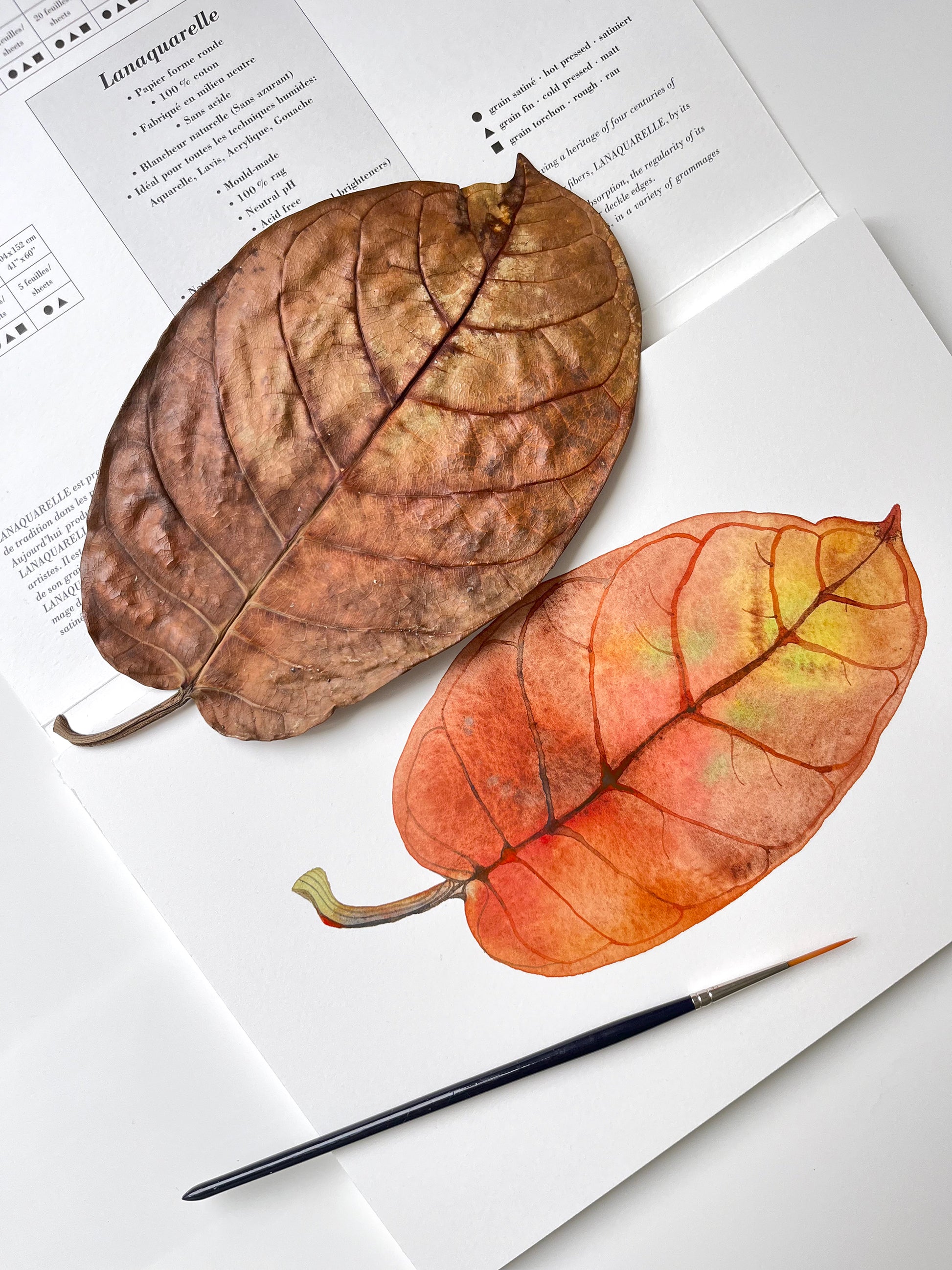 Original botancial watercolor painting of dried leaf, accopanied by the leaf itself and a paintbrush