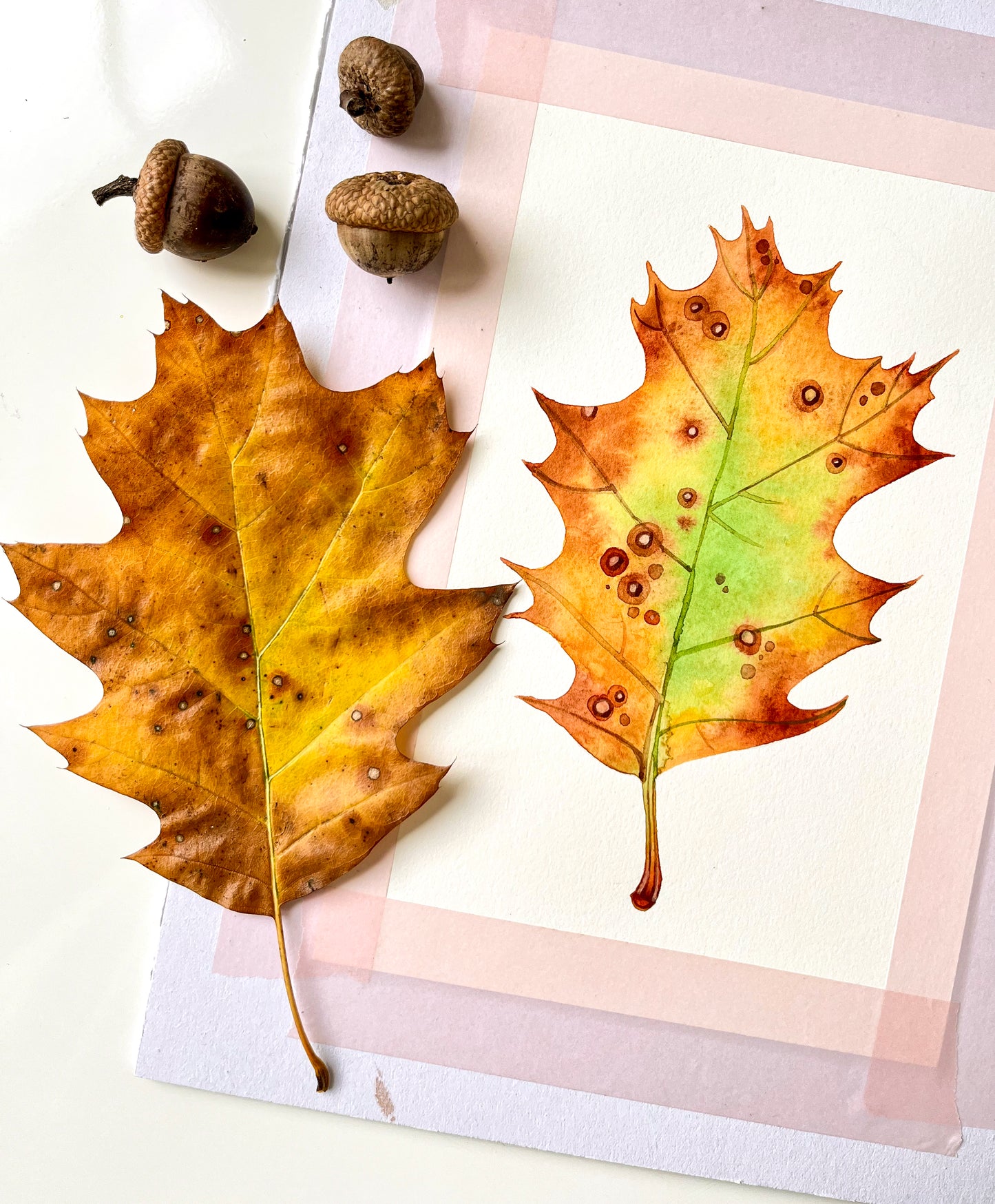 Original watercolor painting of a dried oak leaf, accompanied by acorns and dried leaf