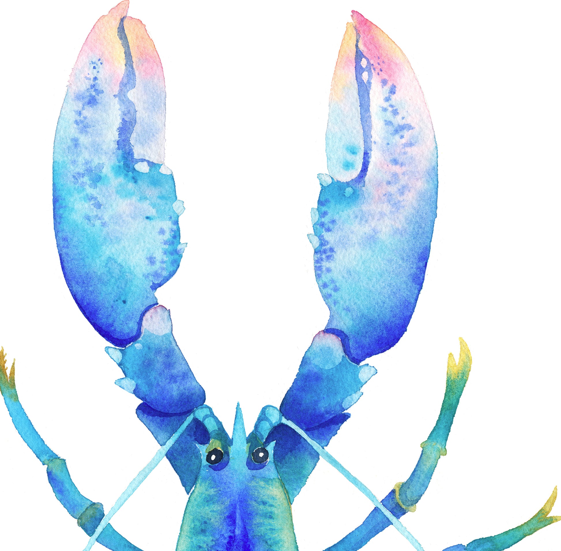 Detail view of a claws of a Blue American Lobster watercolor painting