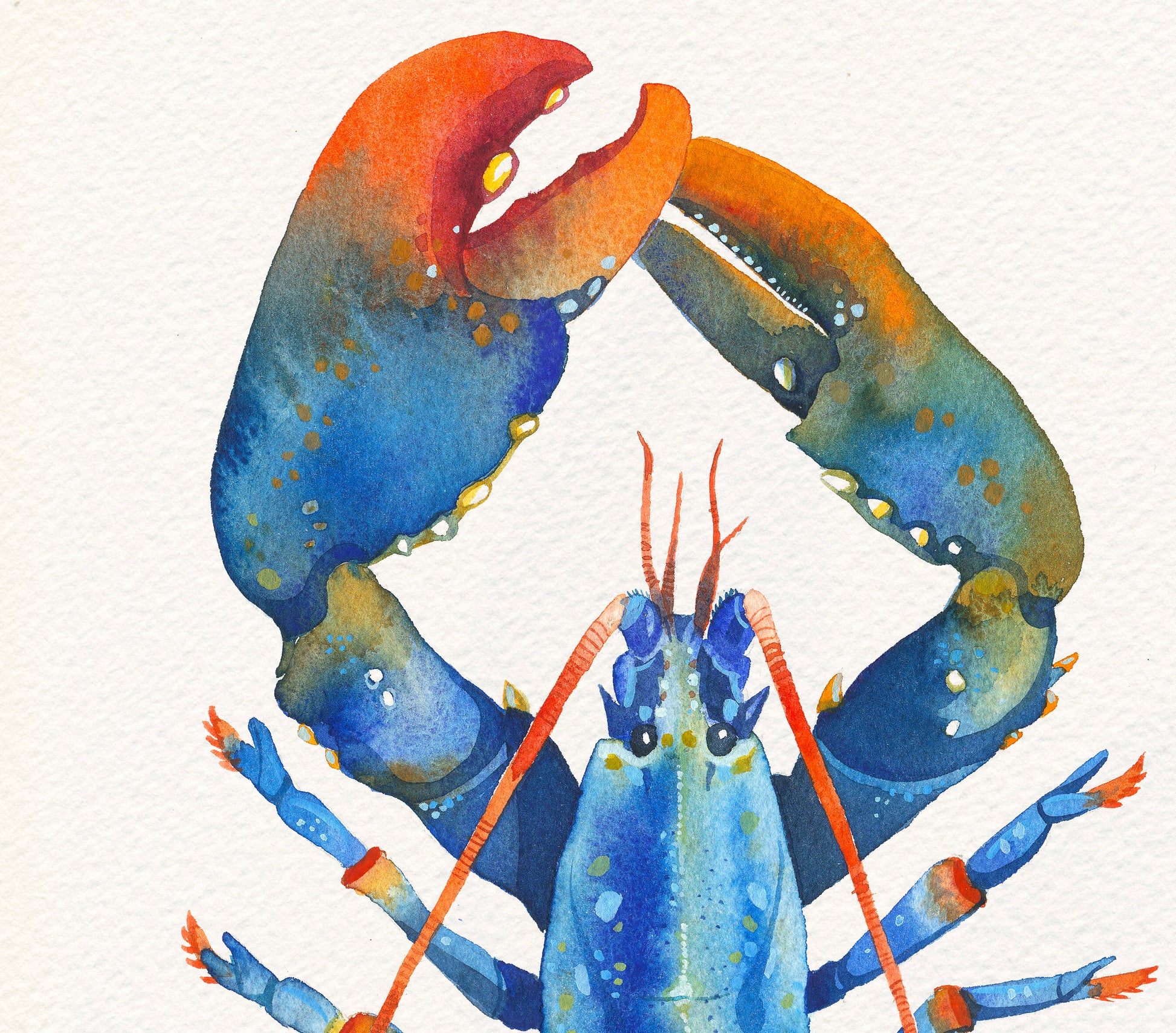 Detail of a colorful watercolor painting of a Blue European lobster with blue and orange claws and red antennae.