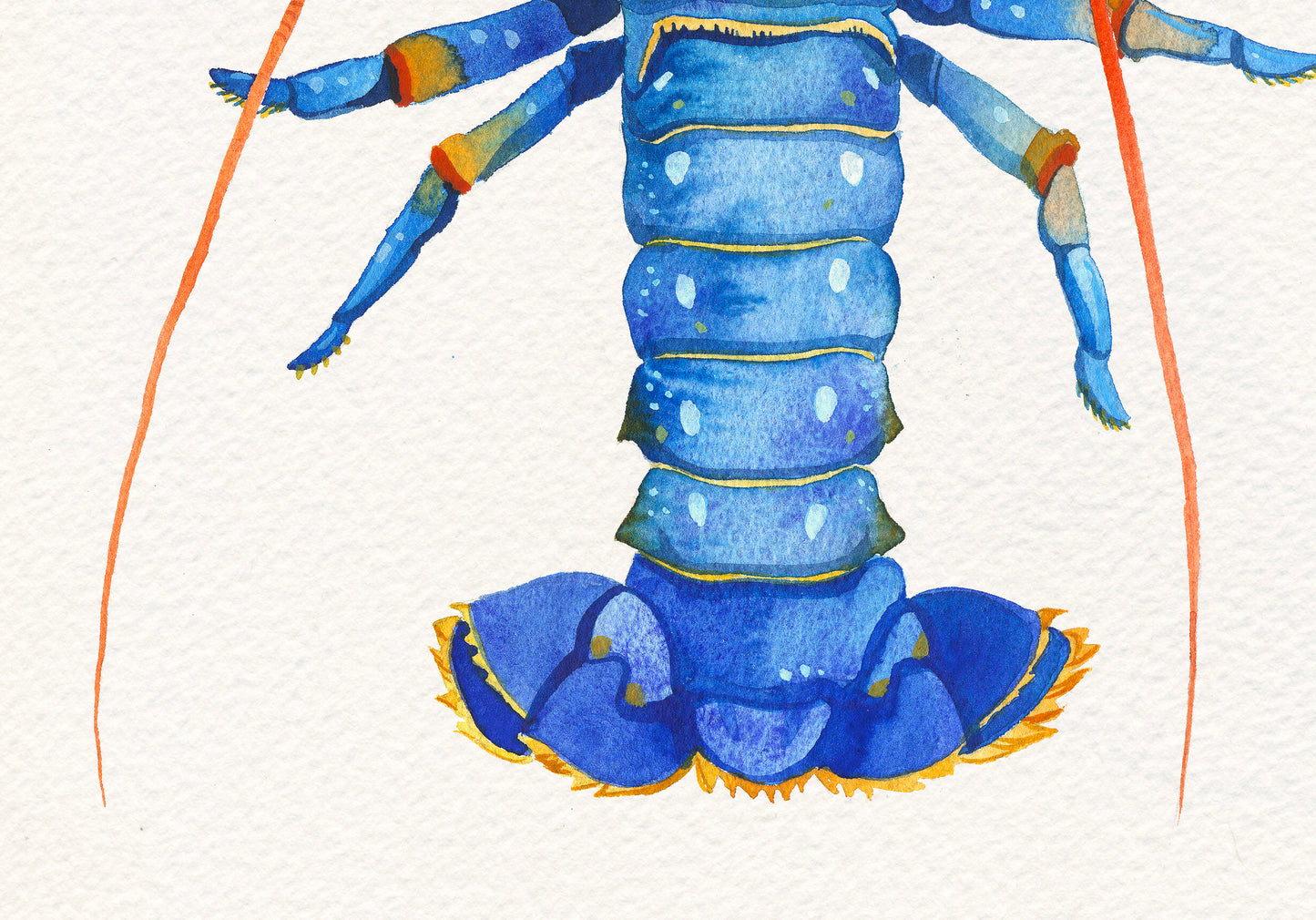 Detail view of a tail of a Blue European lobster watercolor
