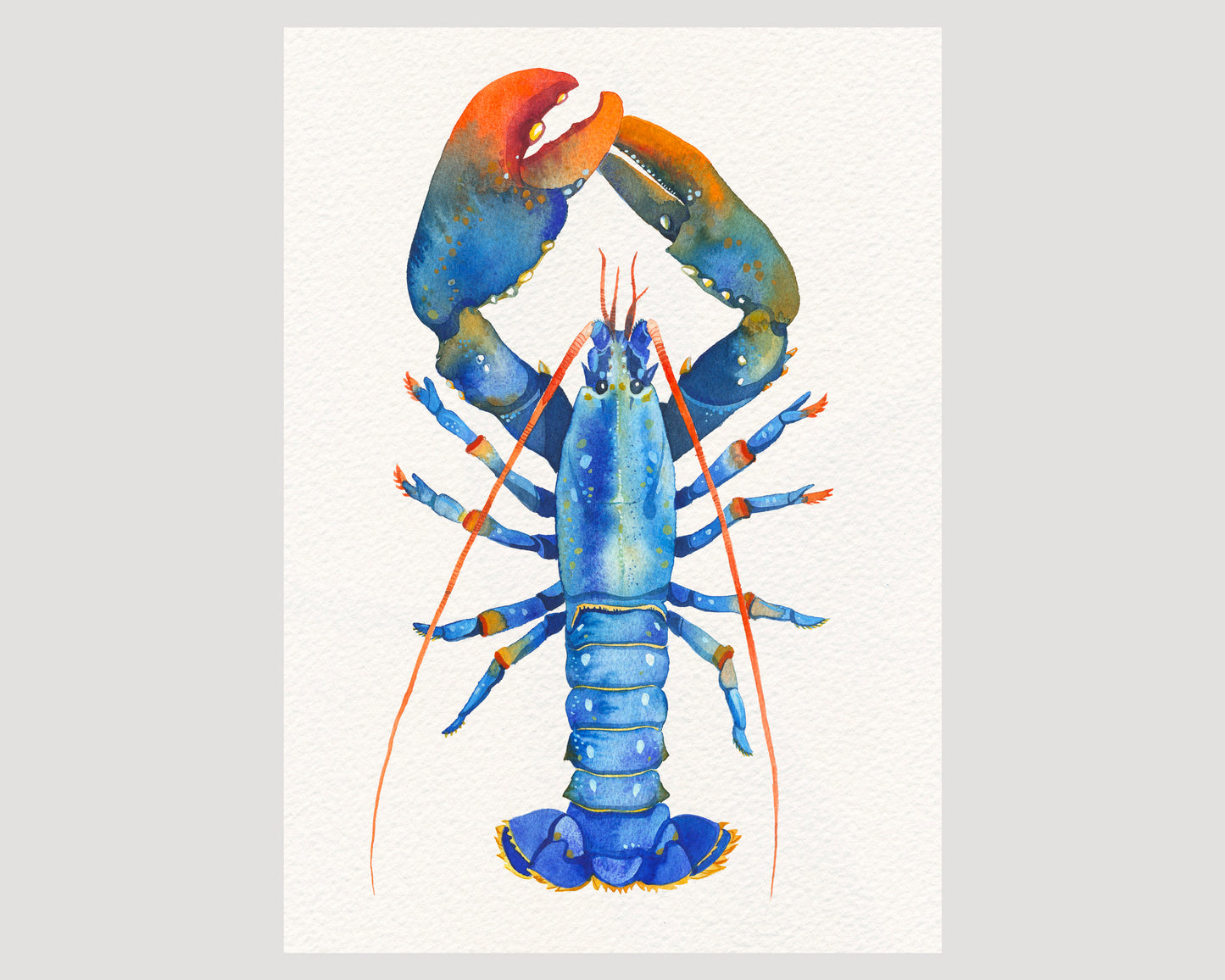 Blue European lobster watercolor art print 07