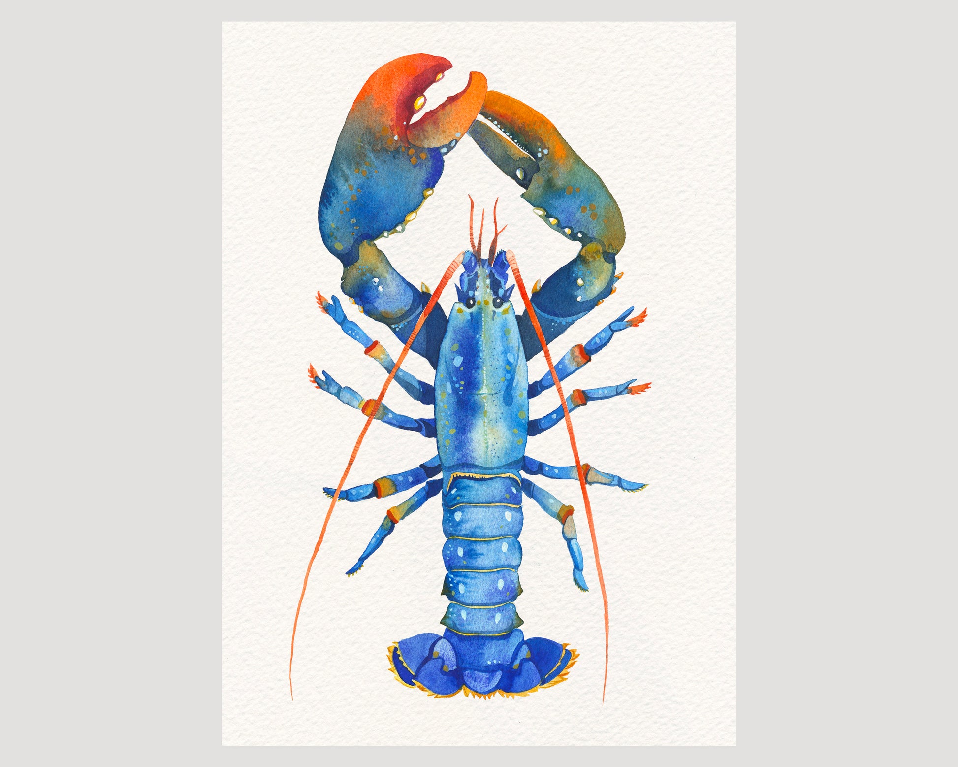 Blue European lobster watercolor art print 07