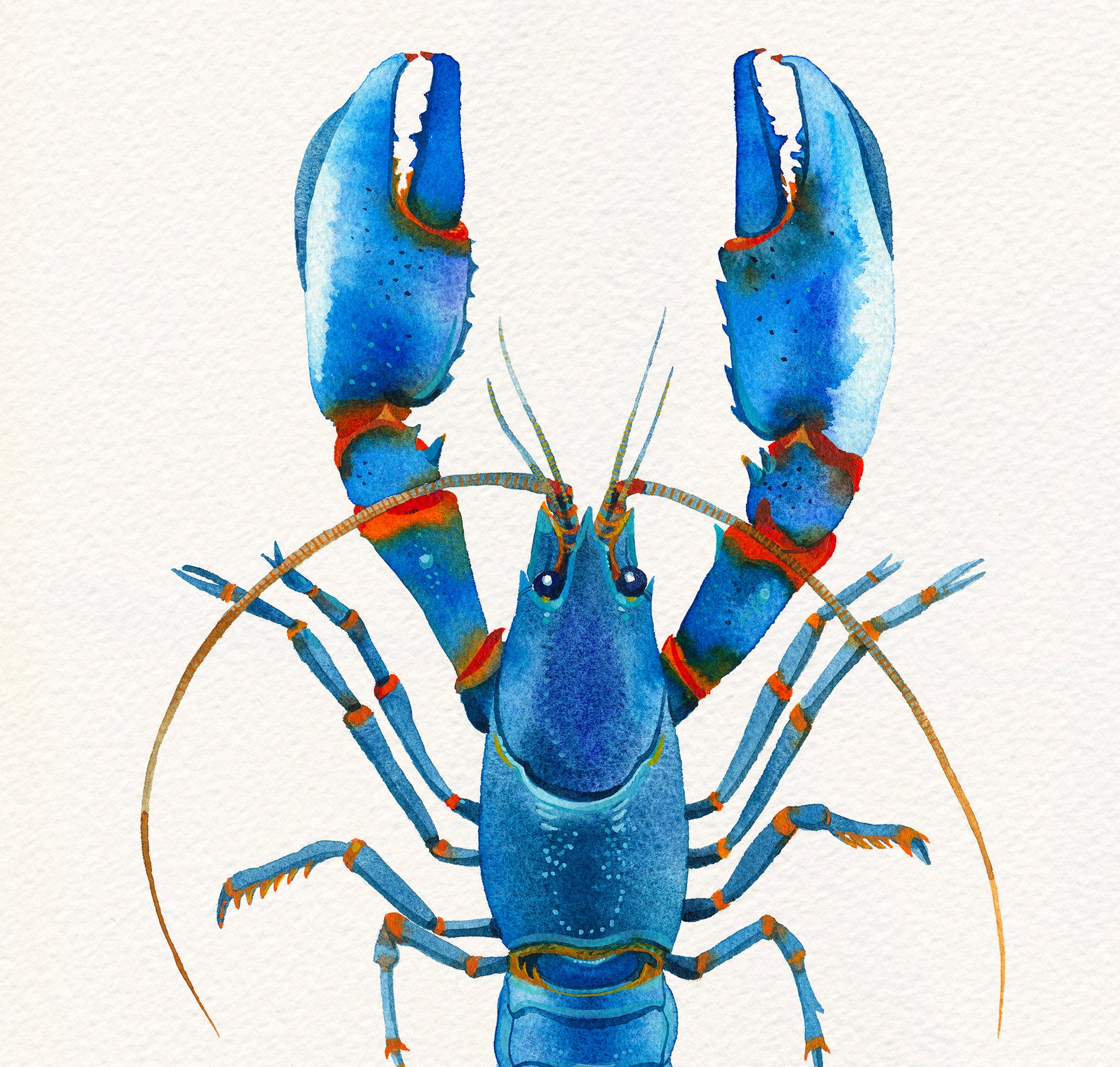 Detail view of claws of a Blue Kong Zebra Crayfish watercolor painting