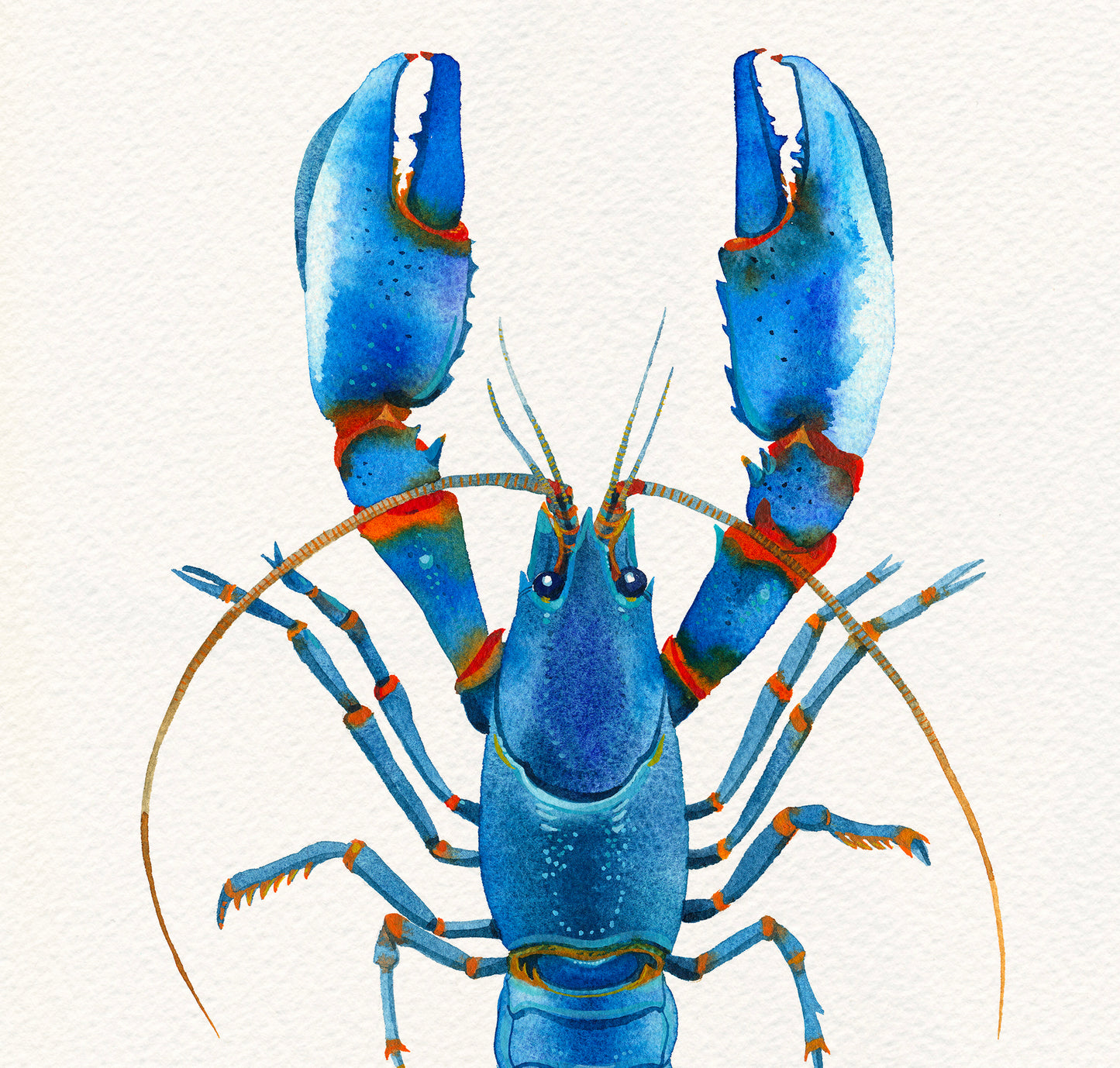 Detail of a Blue Kong Zebra Crayfish watercolor painting