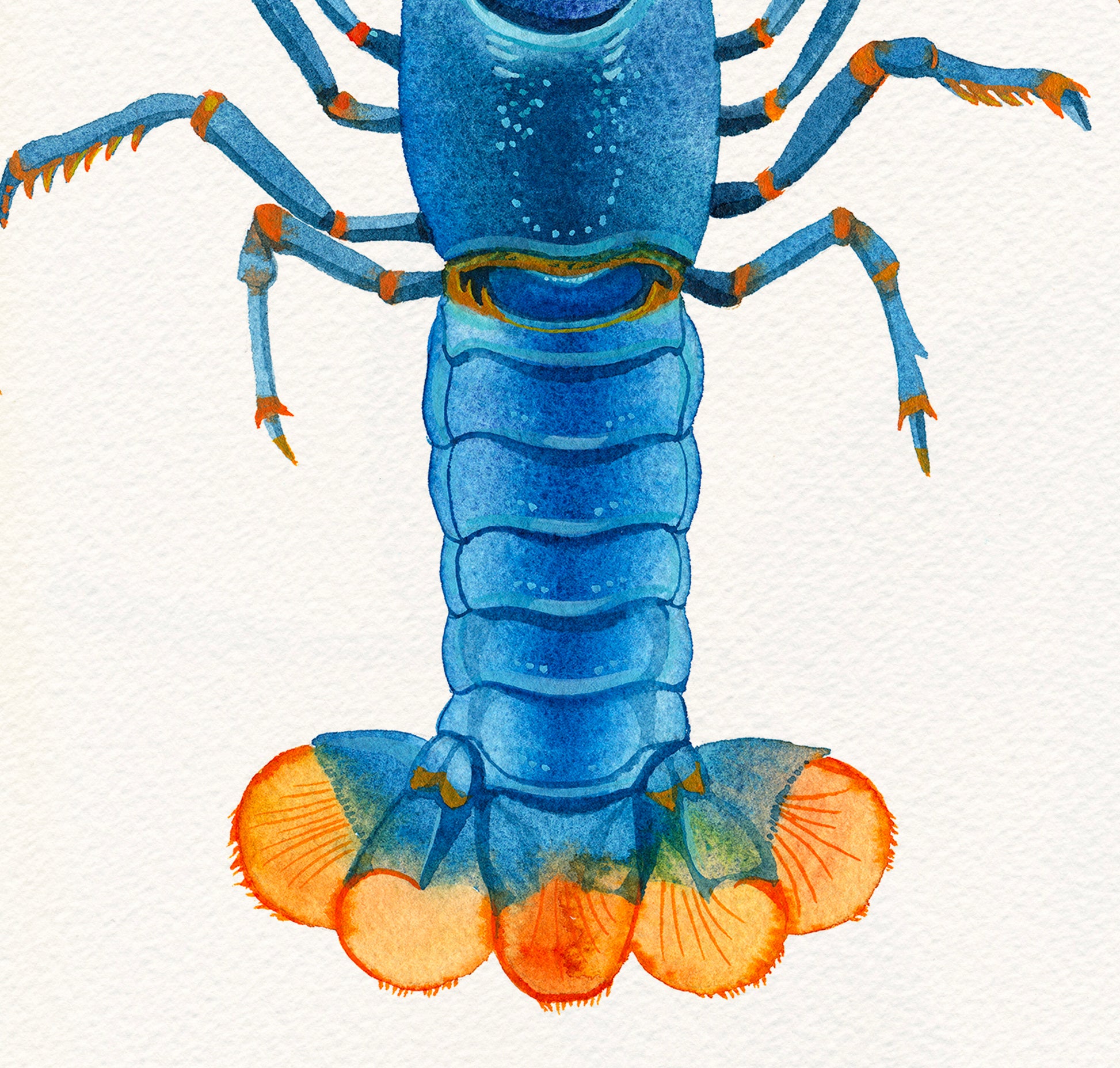 Detail view of a tail of a Blue Kong Zebra Crayfish watercolor painting