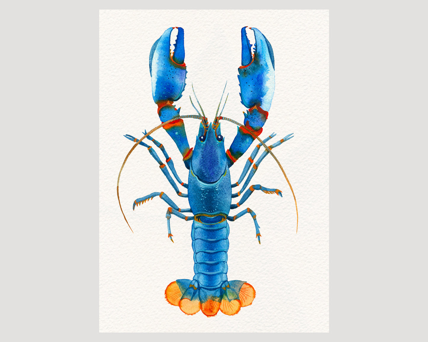 Blue Kong Zebra Crayfish watercolor art print