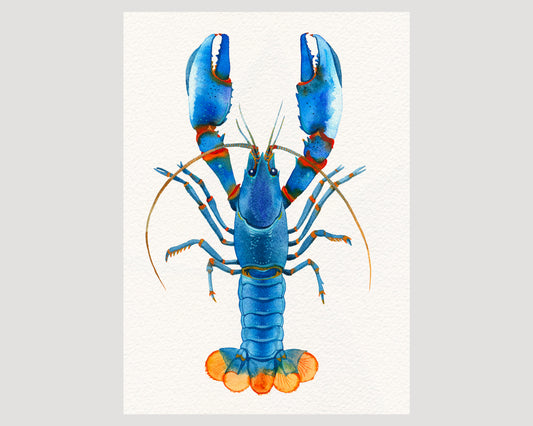 Blue Kong Zebra Crayfish watercolor art print