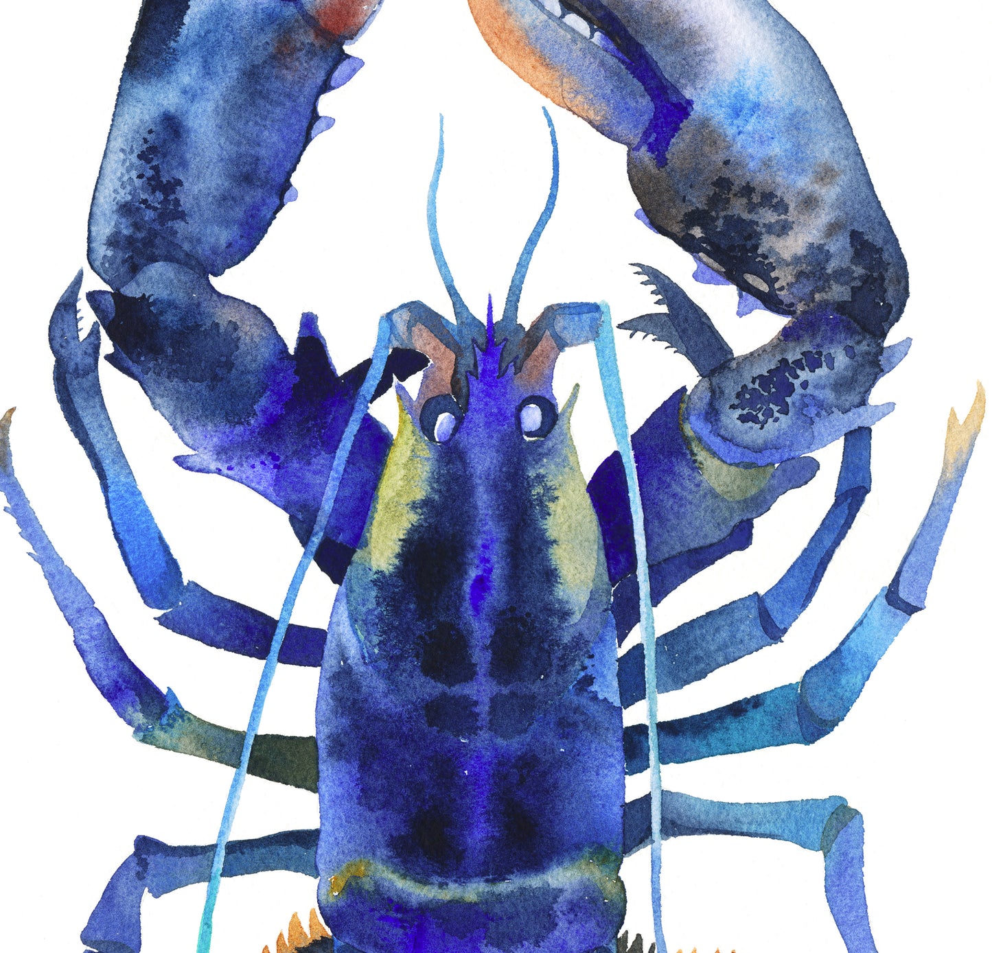 Detail of a blue lobster watercolor painting