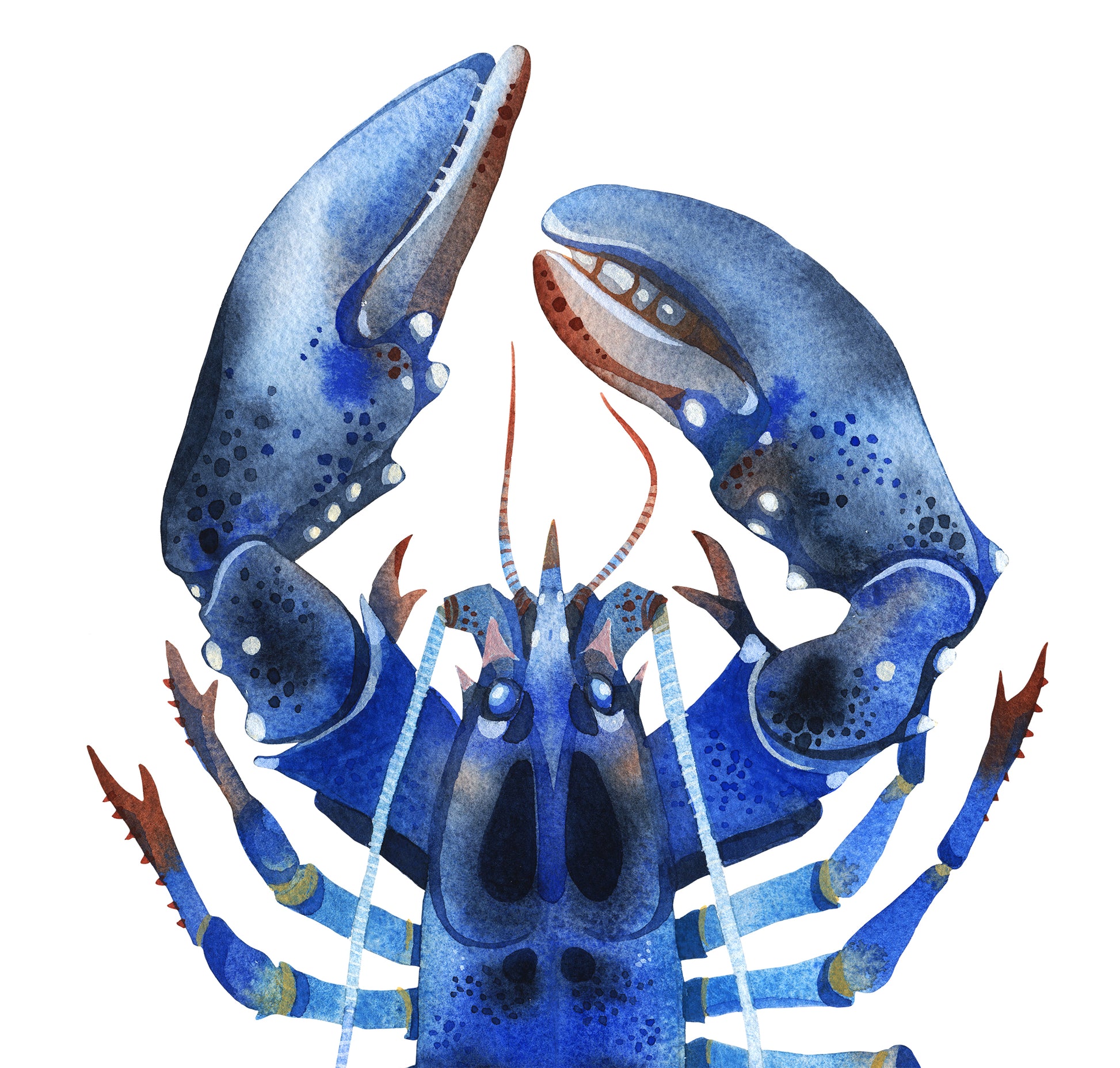 Detail view of claws of a Blue Lobster watercolor painting