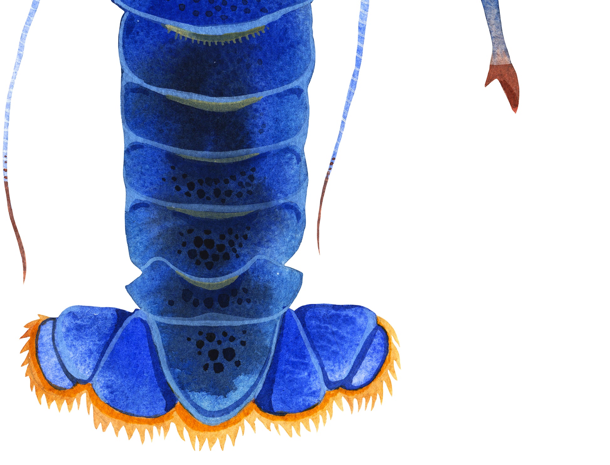 Detail view of a tail fan of a Blue Lobster watercolor painting