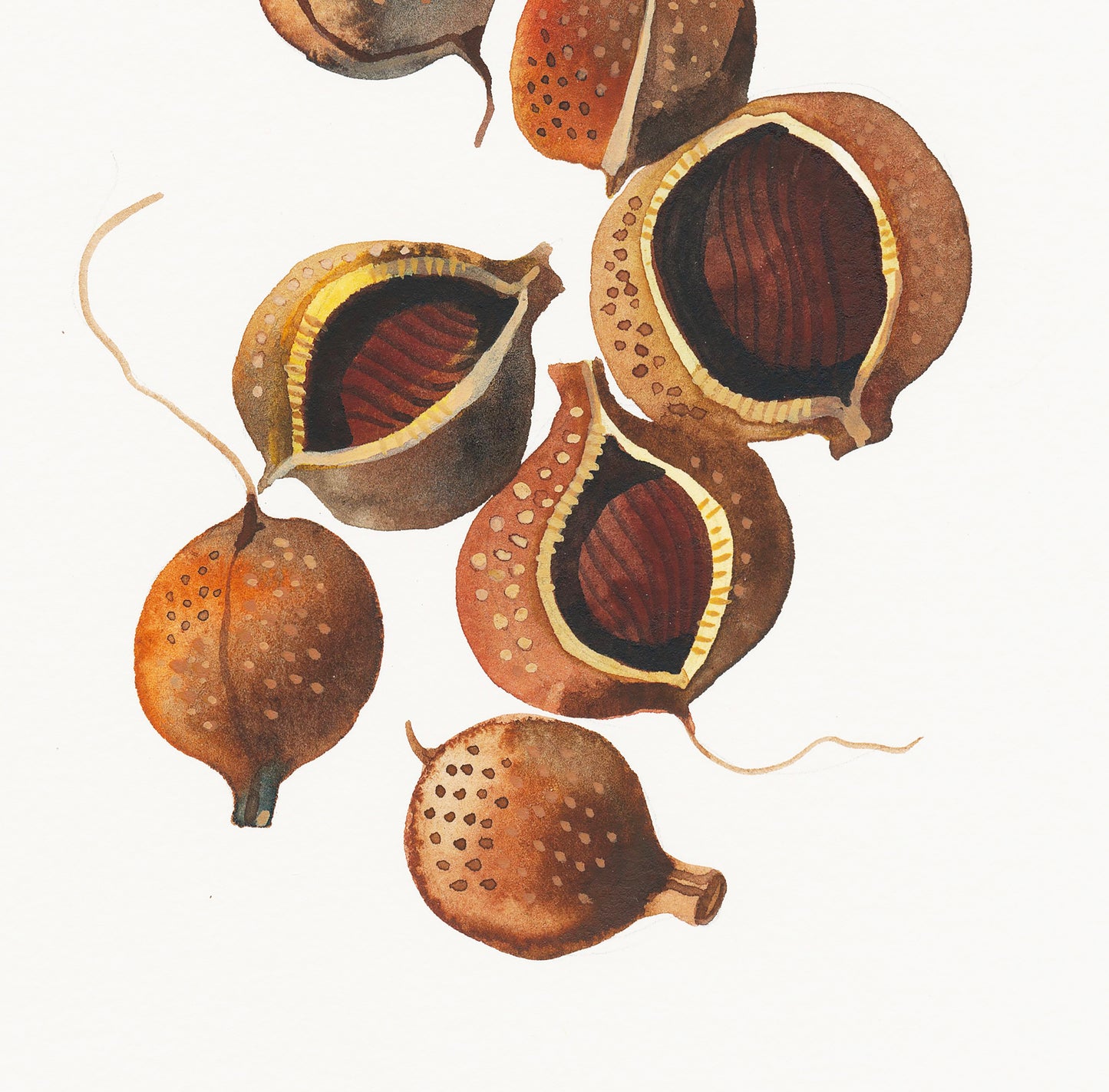 Close-up of a watercolor painting of Bottlebrush Buckeye seeds, with a focus on the seeds' natural colors and textures.