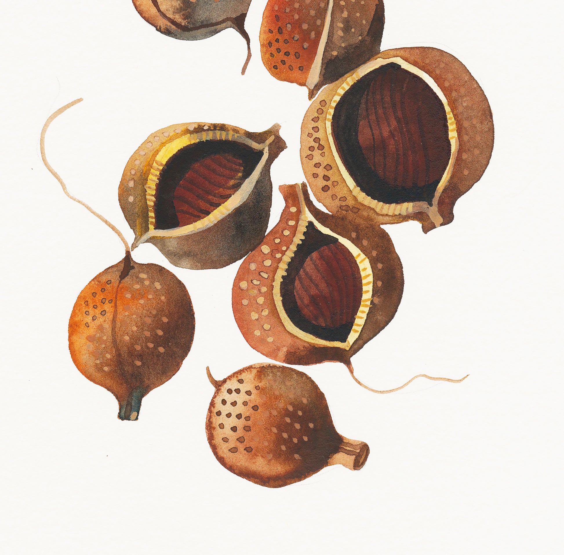 Close-up of a watercolor painting of Bottlebrush Buckeye seeds, with a focus on the seeds' natural colors and textures.