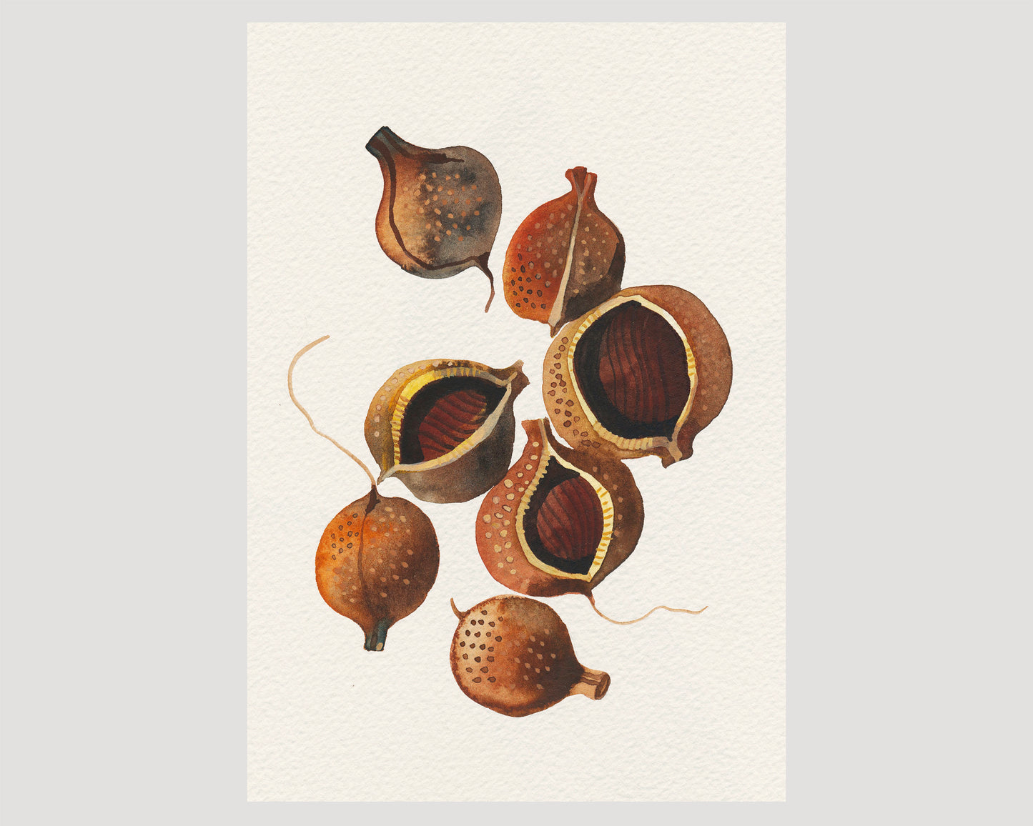 A botanical art print of a watercolor study of bottlebrush buckeye seeds.