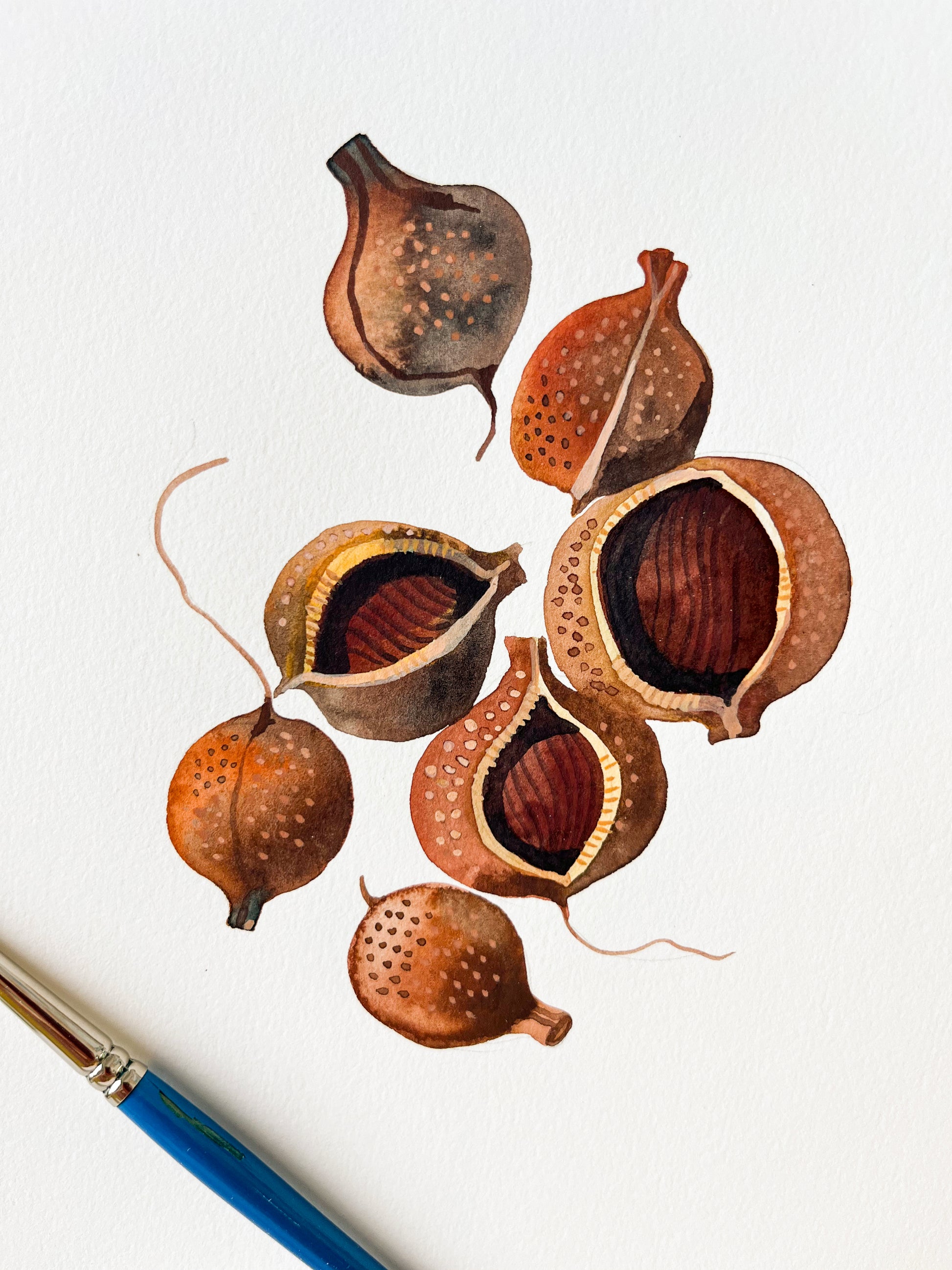 An original watercolor study of bottlebrush buckeye seeds with paintbruhs