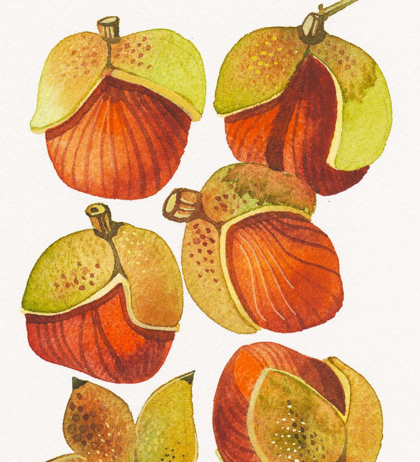 Detail of a watercolor painting of several bottlebrush buckeye fruits with brown, green, and red colors on a white background.