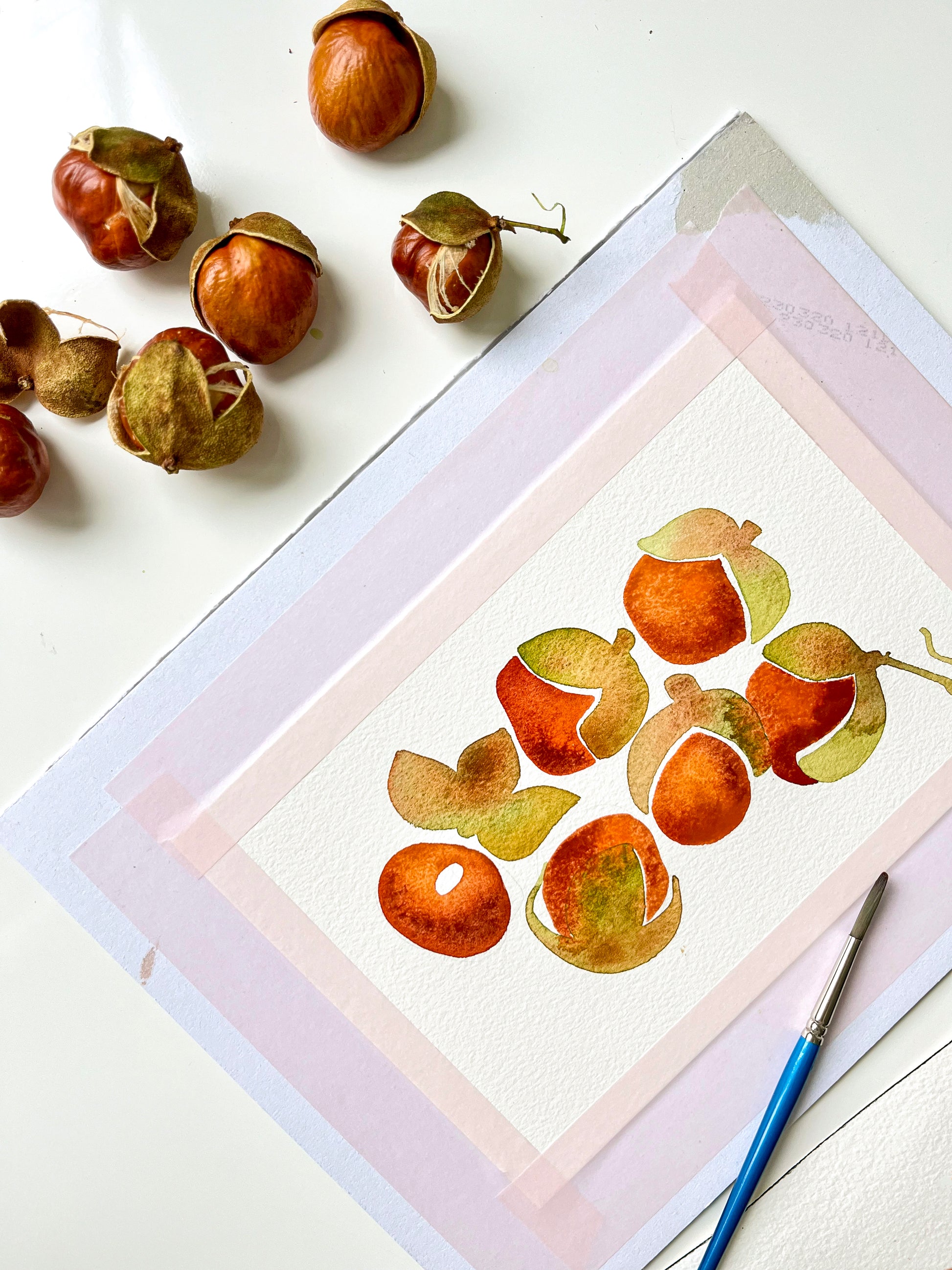 Watercolor study of bottlebrush buckeye fruits in progress