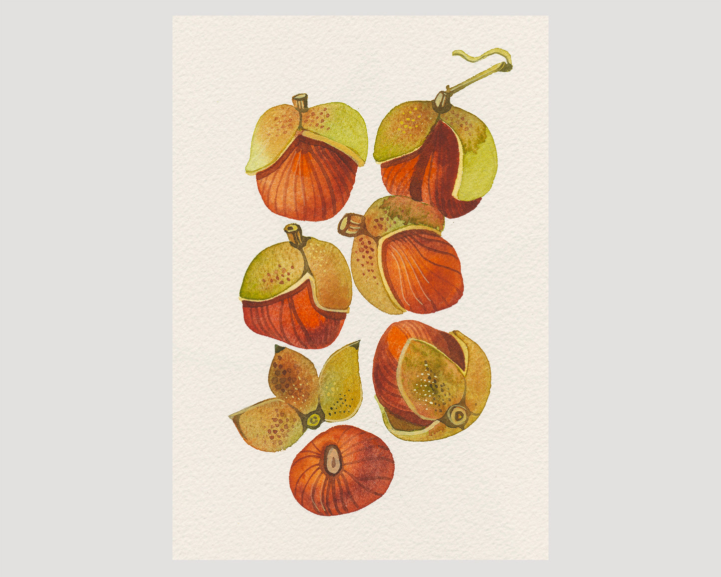 A botanical art print featuring watercolor illustrations of bottlebrush buckeye fruits.