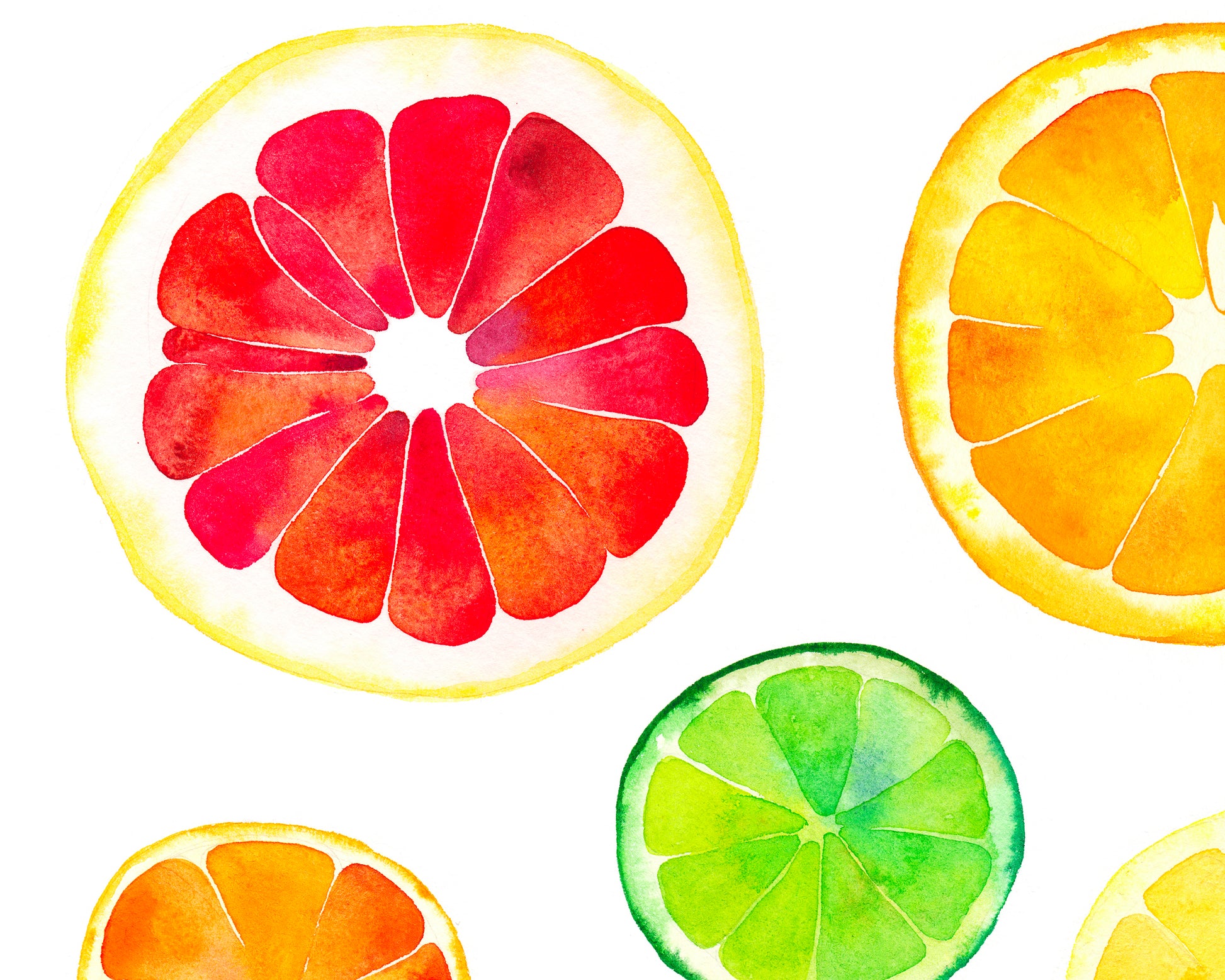 Detail grapefruit view of a watercolor painting featuring colorful citrus slices chart