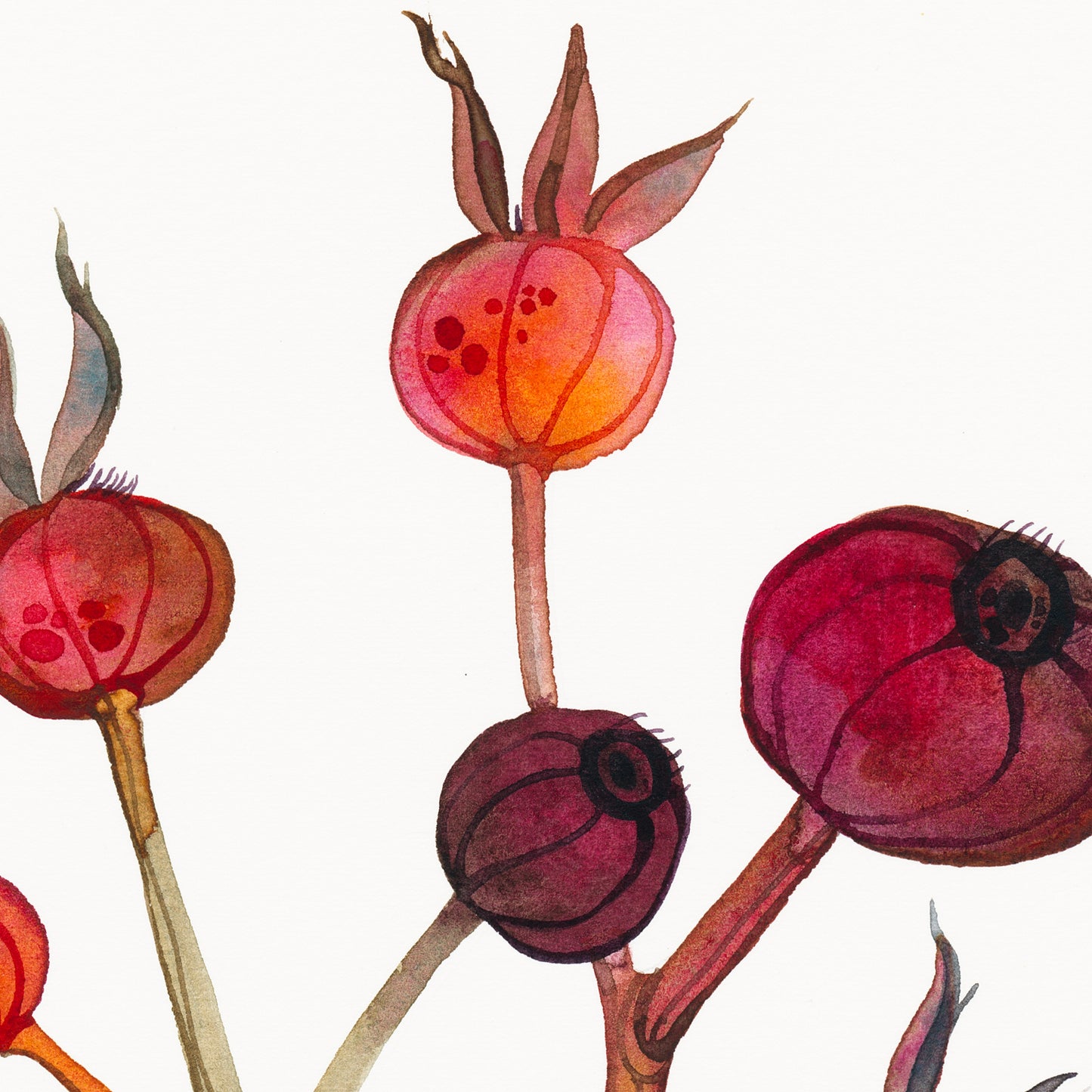 Detail of a botanical watercolor study of dried dog rose hips