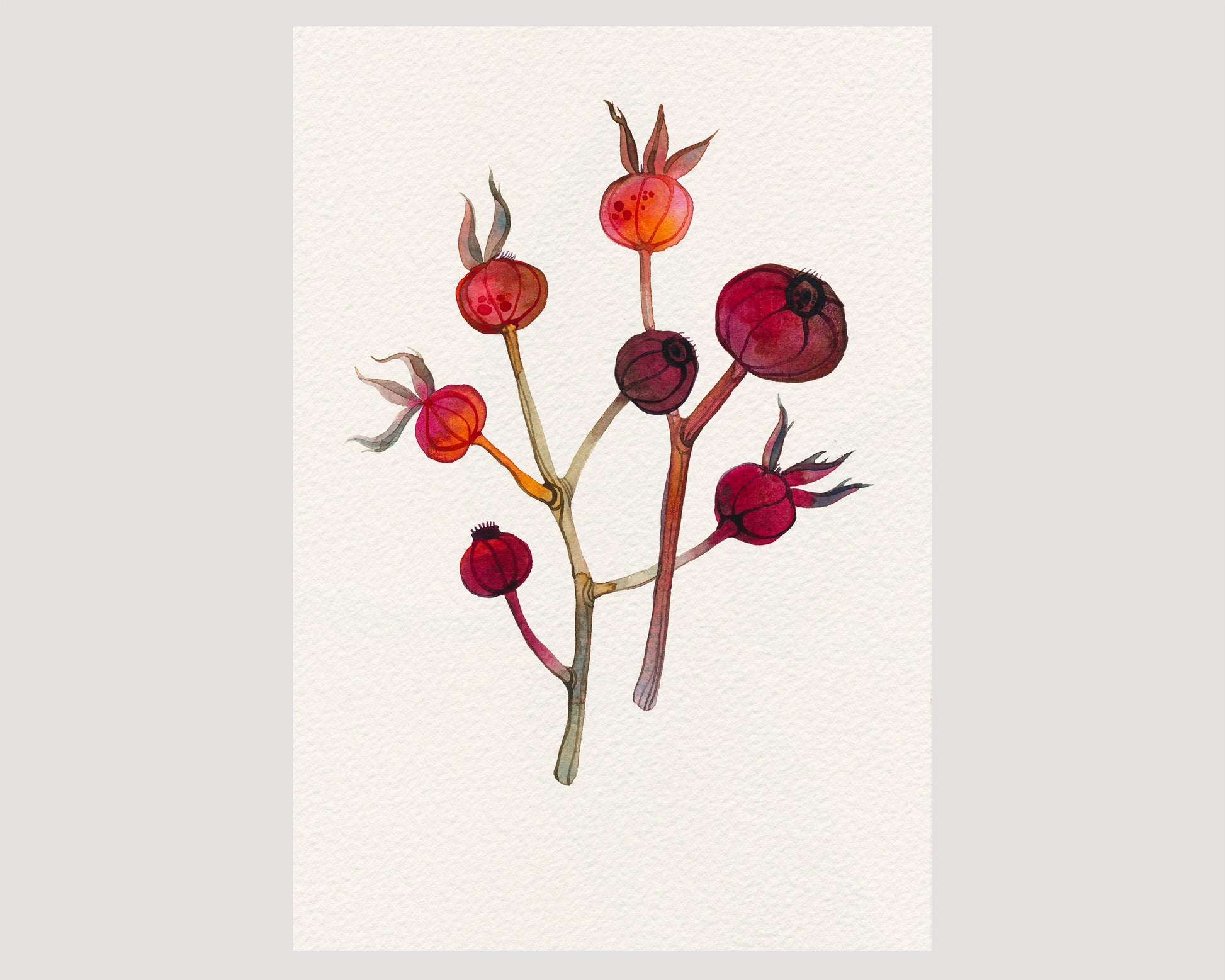 Dried dog rose hips watercolor print