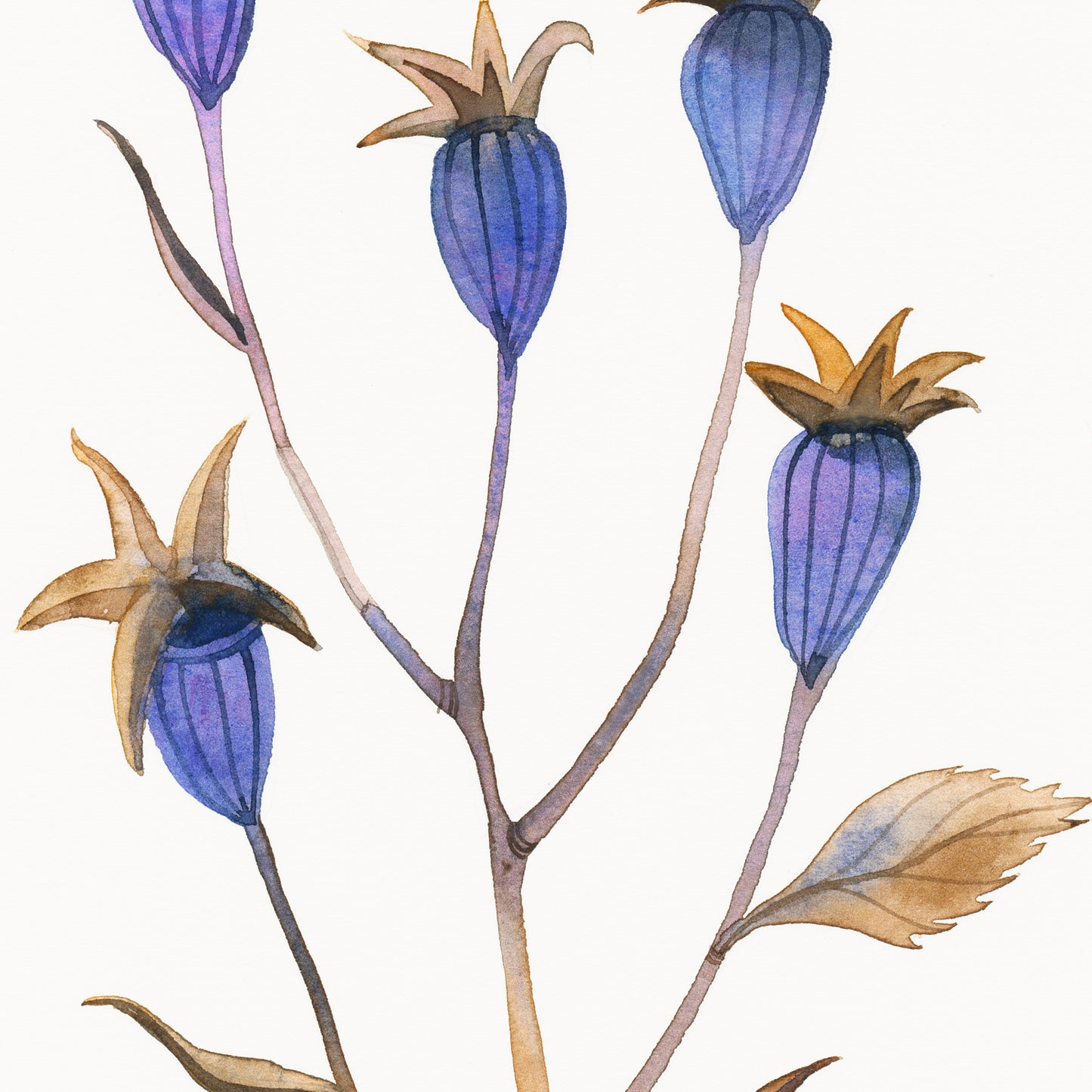 Details of a dried balloon flower plant watercolor painting